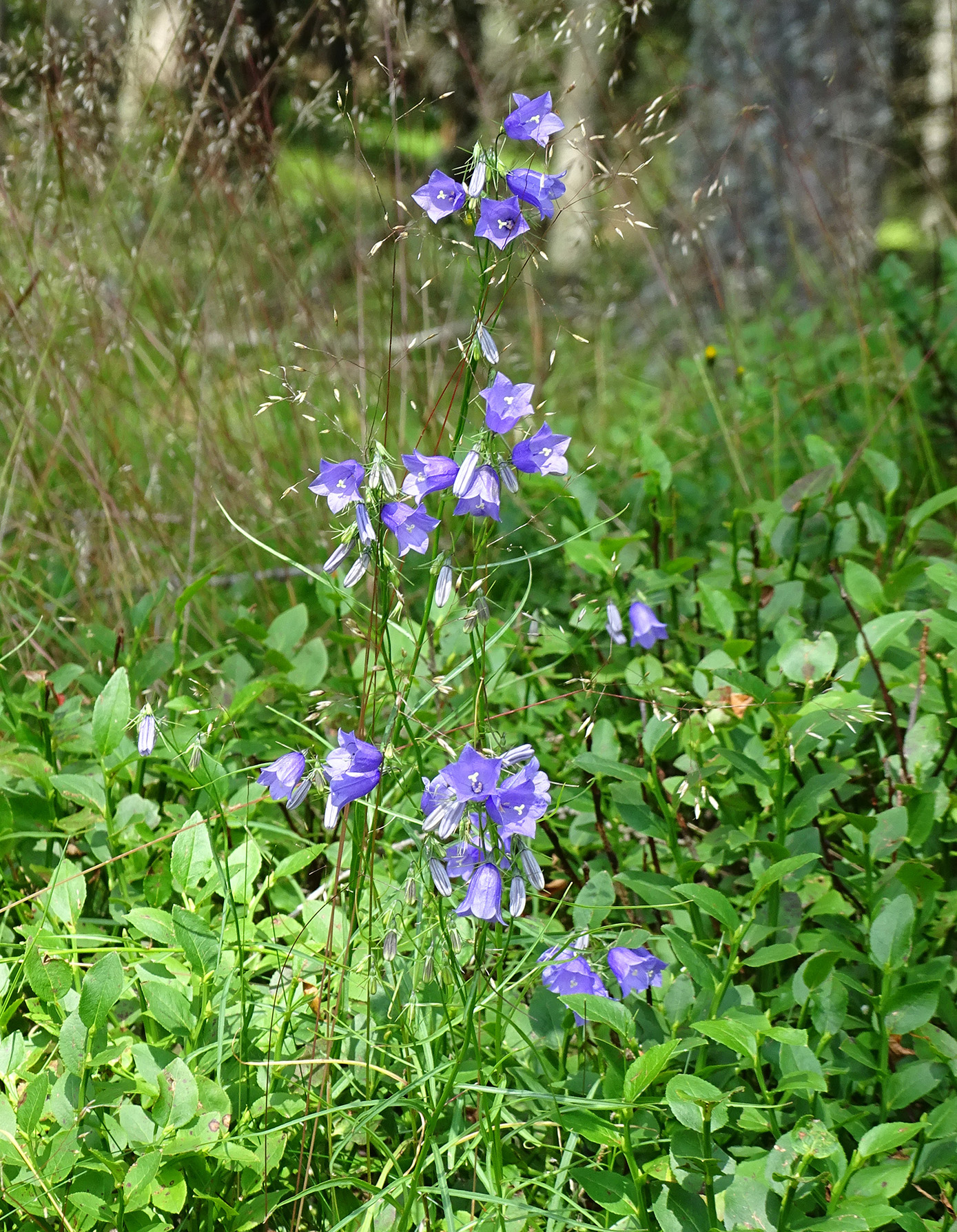 Campanula witasekiana.jpg