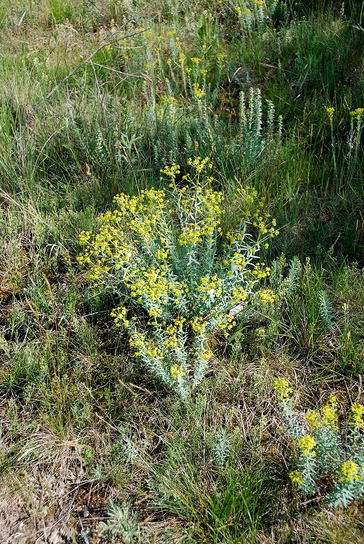 Siegendorf - 20052018-(78) - Trockenrasen.JPG