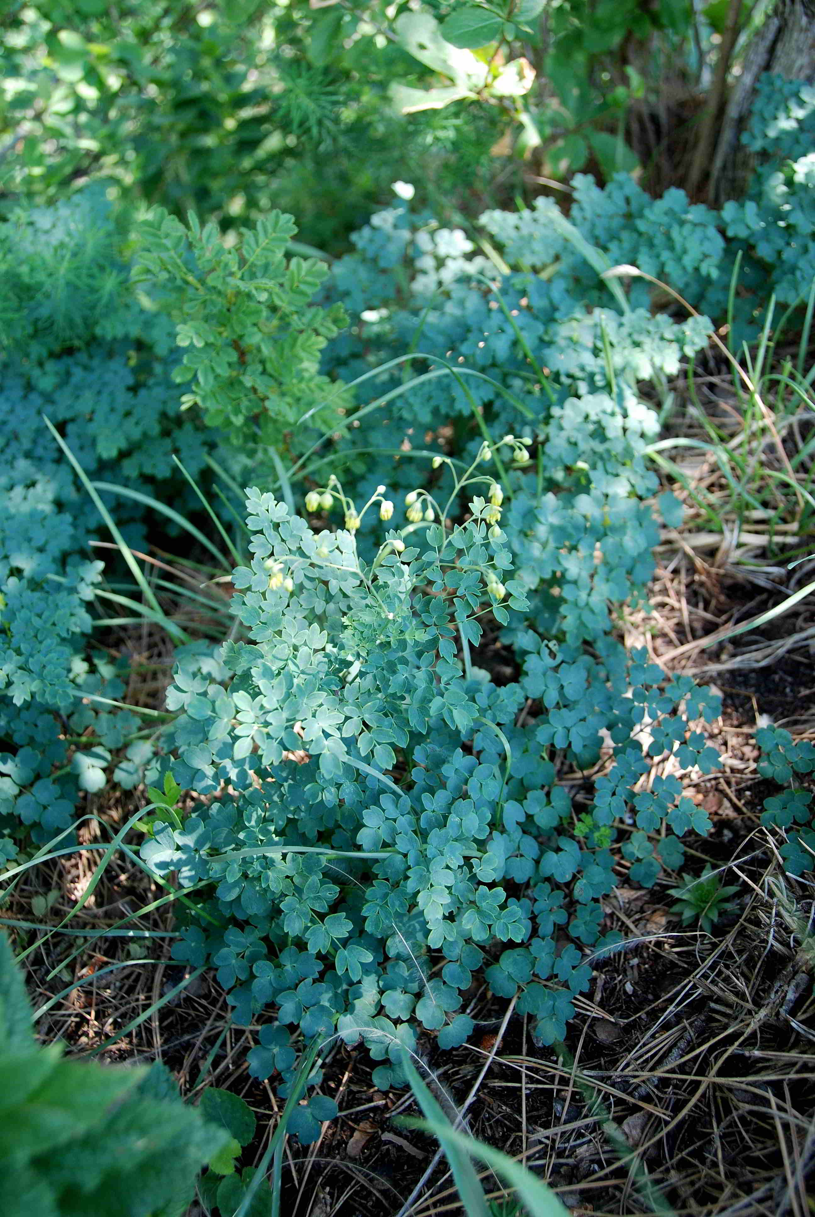 Pfaffstätten-03062018-(37)-Heferlberg neu - Thalictrum minus subsp. majus fraglich.JPG