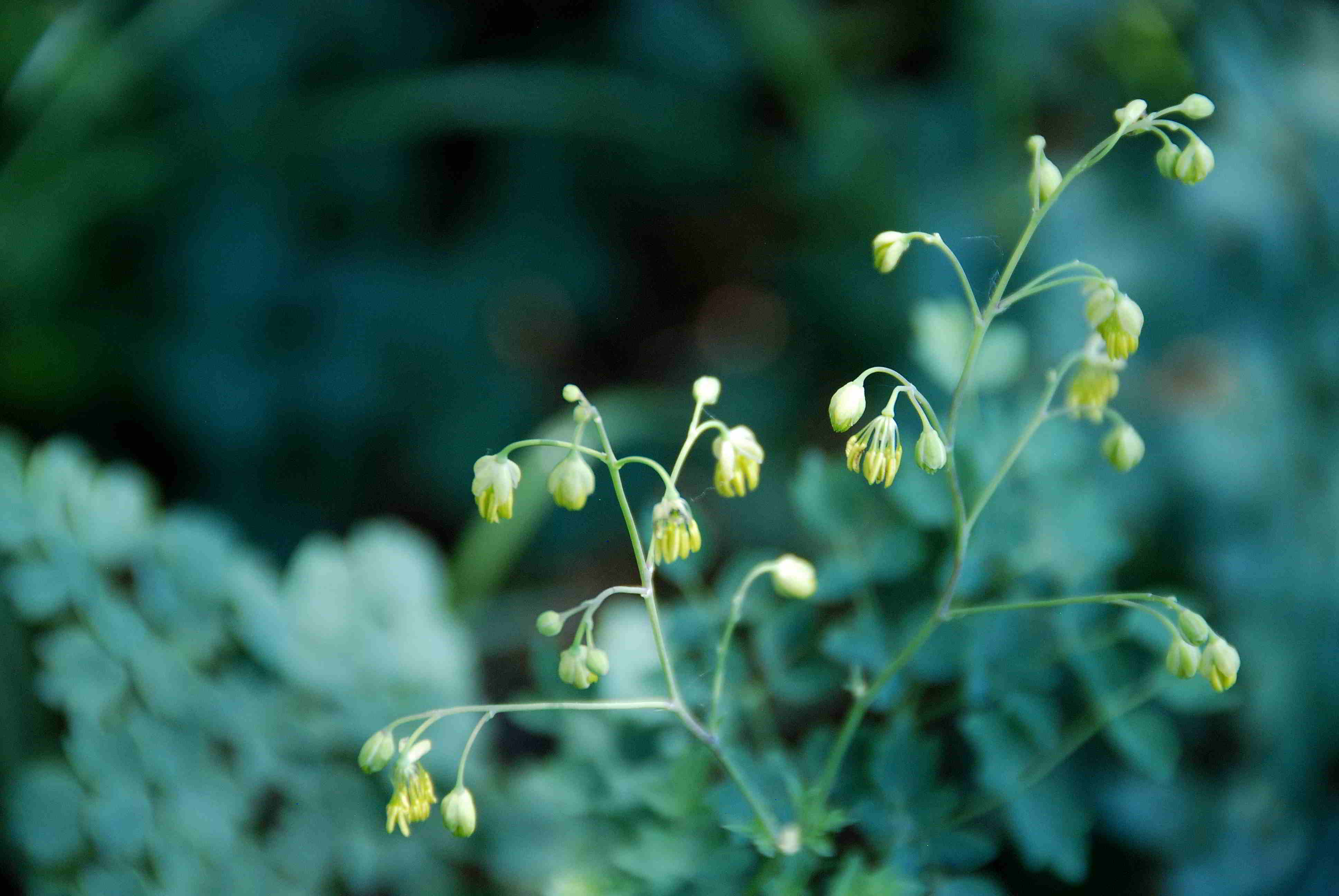 Pfaffstätten-03062018-(38)-Heferlberg neu - Thalictrum minus subsp. majus fraglich.JPG