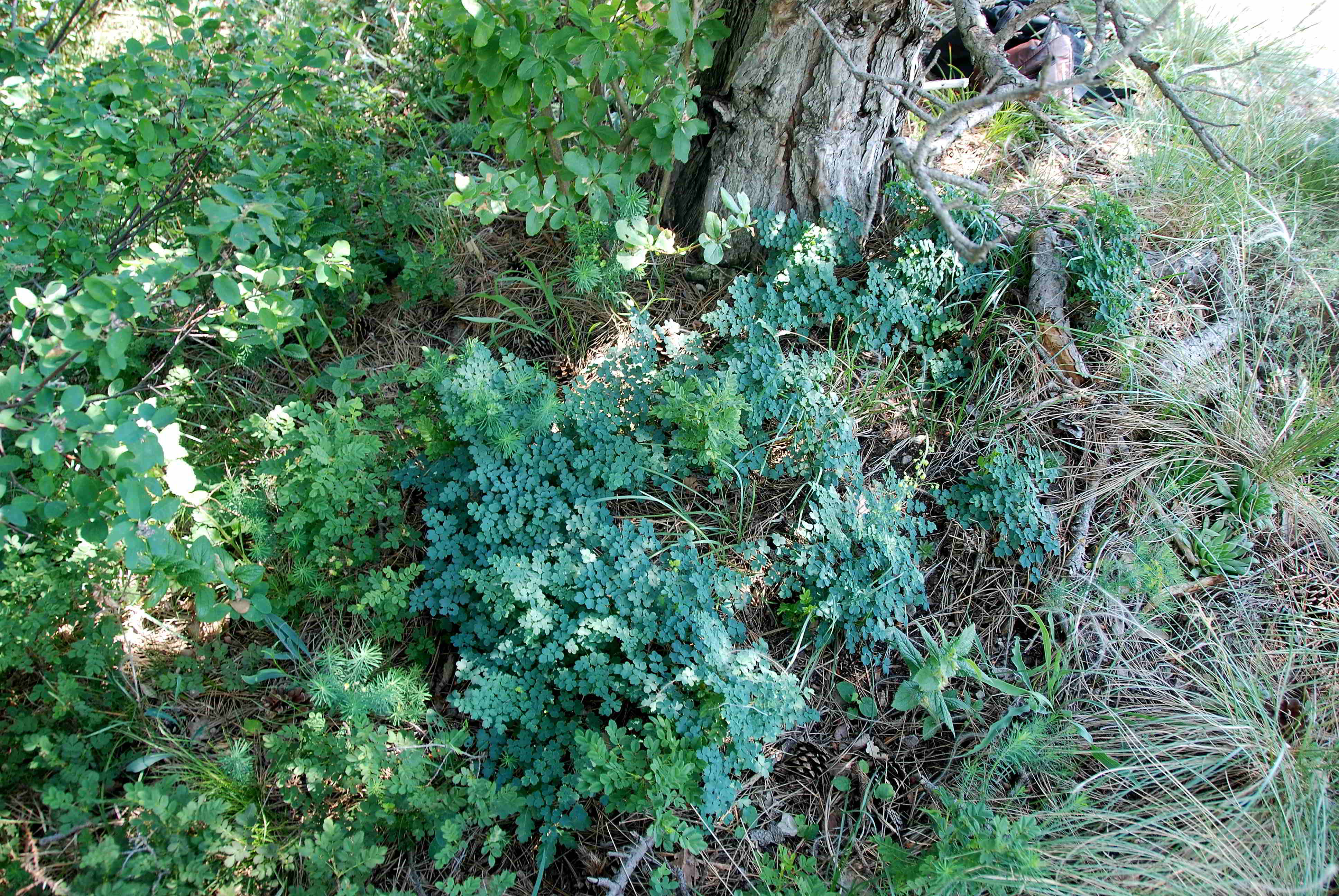 Pfaffstätten-03062018-(40)-Heferlberg neu - Thalictrum minus subsp. majus fraglich.JPG