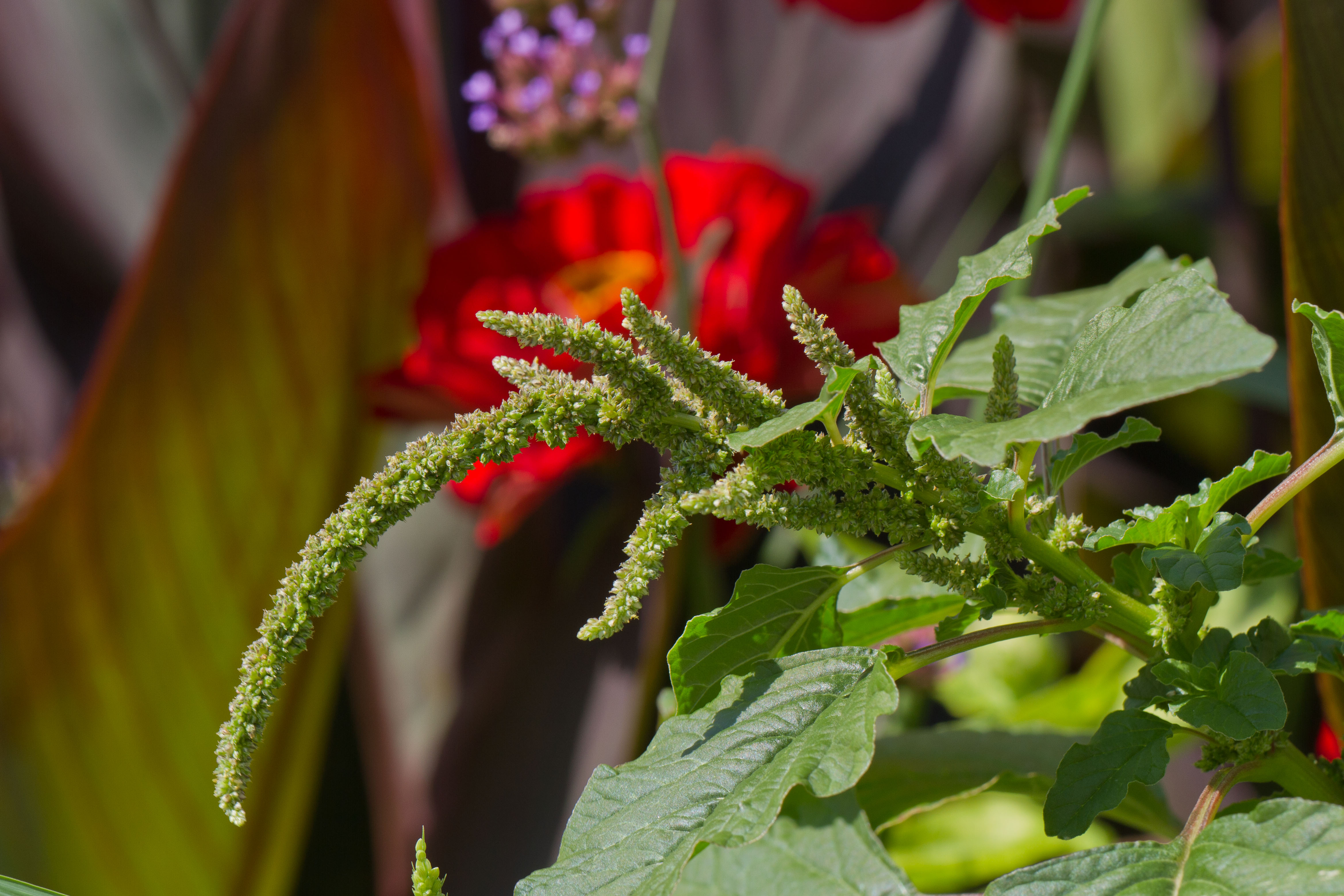 Amaranthaceae_Amaranthus viridis 1-2.jpg