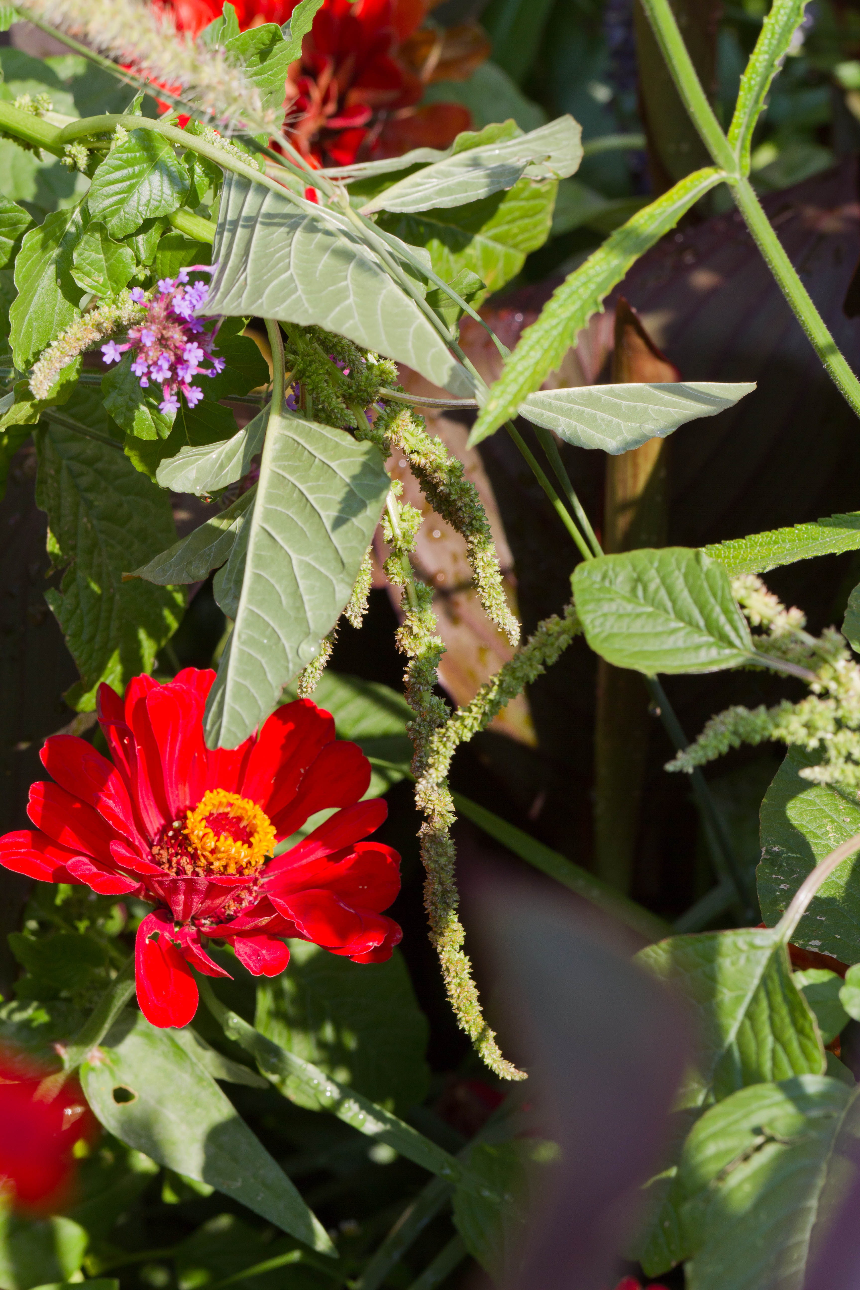 Amaranthaceae_Amaranthus viridis 2-2.jpg