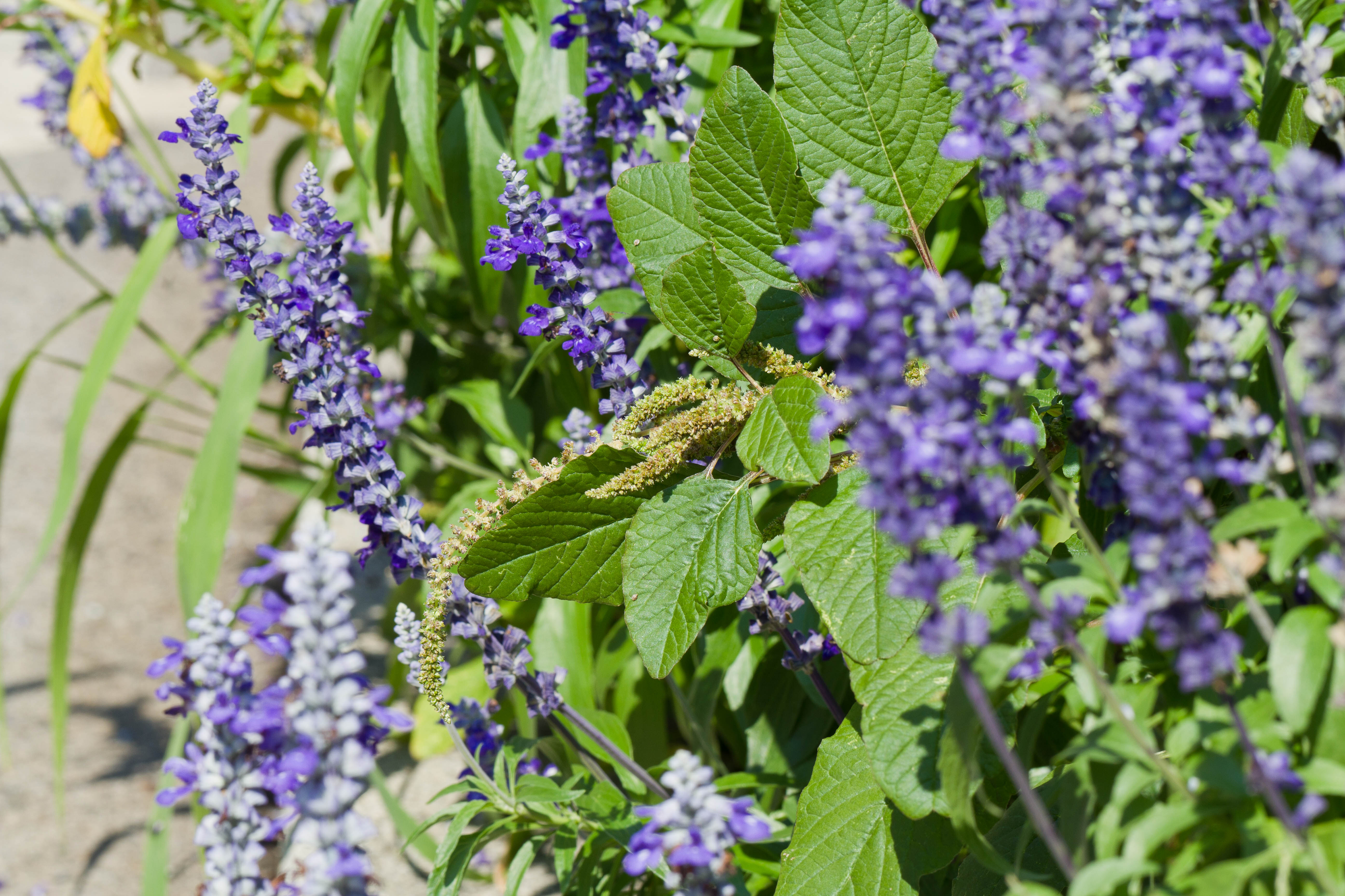 Amaranthaceae_Amaranthus viridis 3-2.jpg