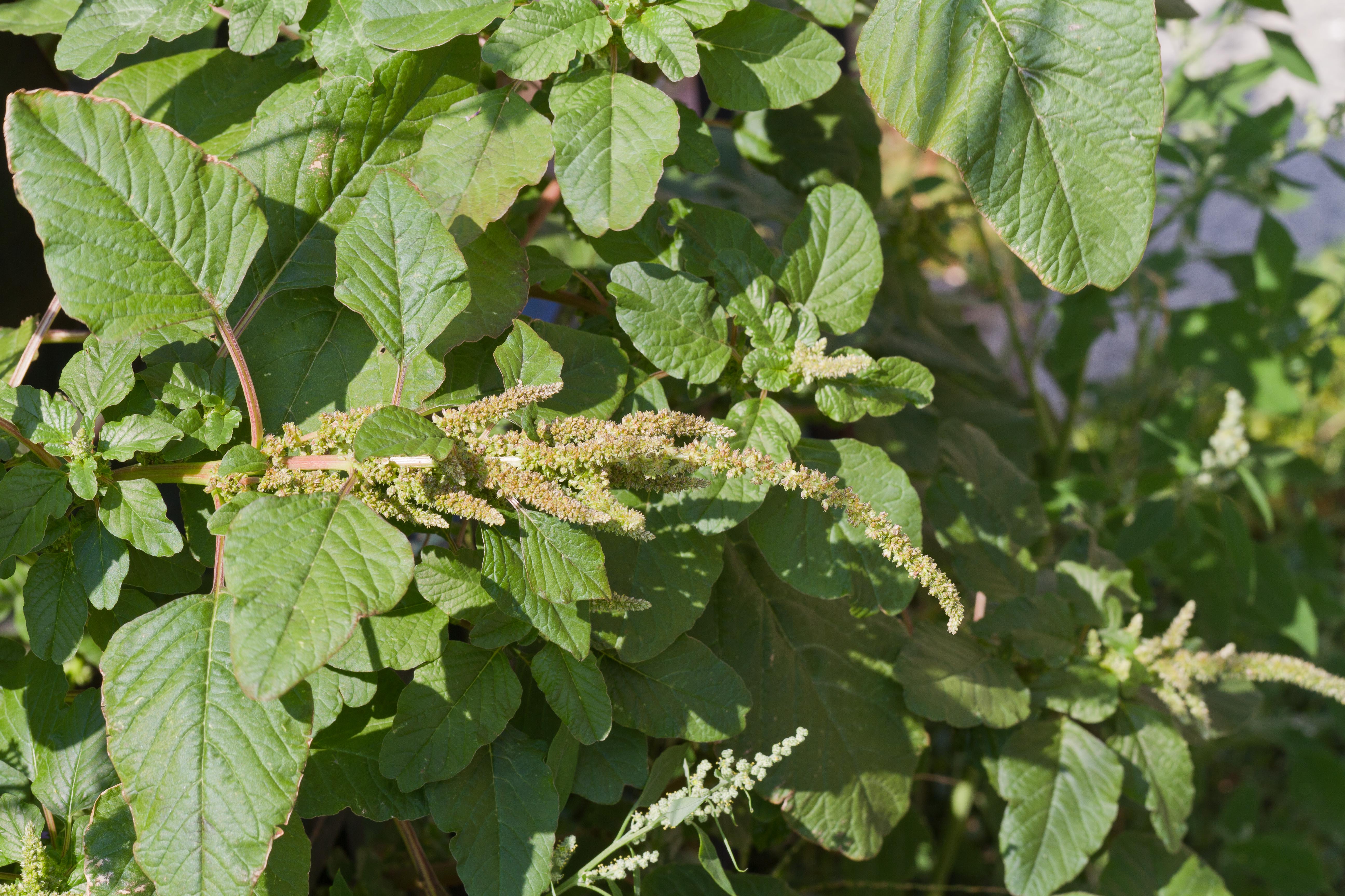 Amaranthaceae_Amaranthus viridis 4-2.jpg