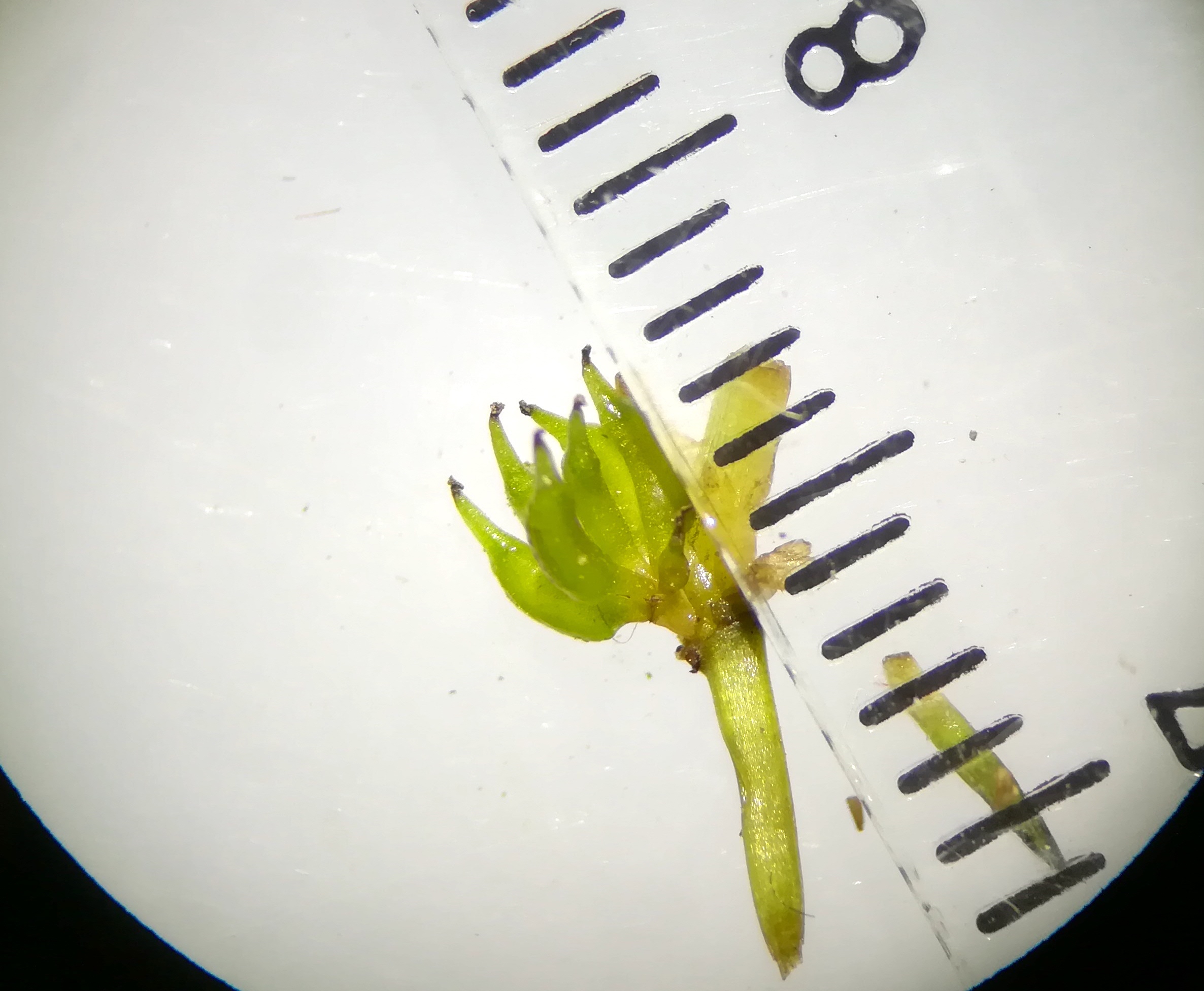 zannichellia palustris subsp. pedicellata hirtenberg_20180805_201420.jpg