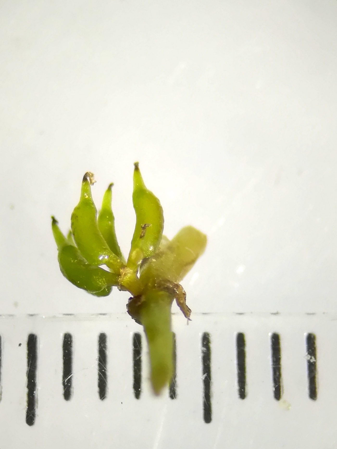 zannichellia palustris subsp. pedicellata hirtenberg_20180805_205446.jpg