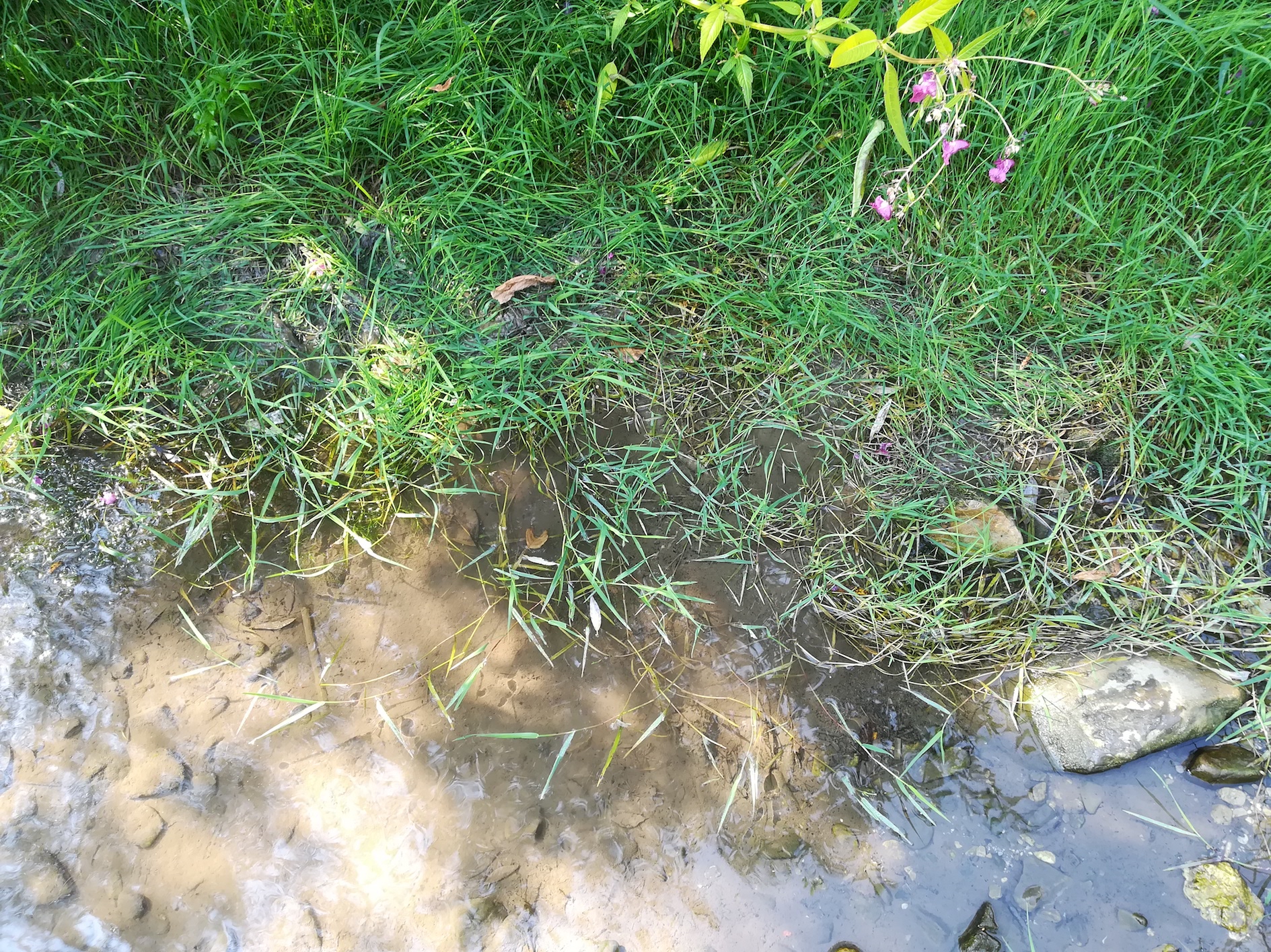 cf. agrostis stolonifera hirtenberg_20180805_104332.jpg