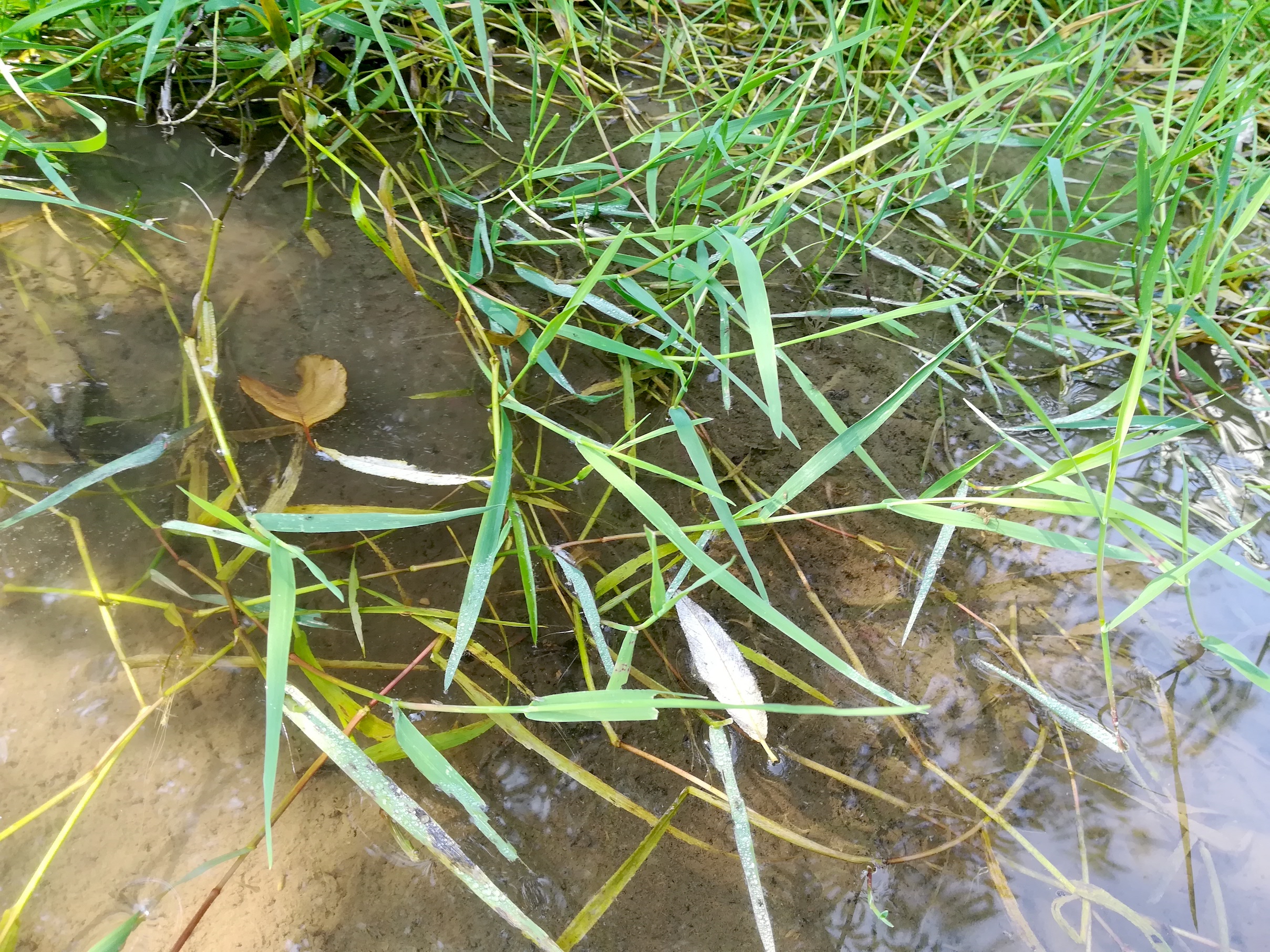 cf. agrostis stolonifera hirtenberg_20180805_104342.jpg