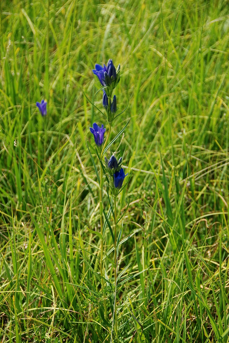 Weiderwiese-05092018-(34) - Gentiana pneumonanthe - Lungen-Enzian.JPG