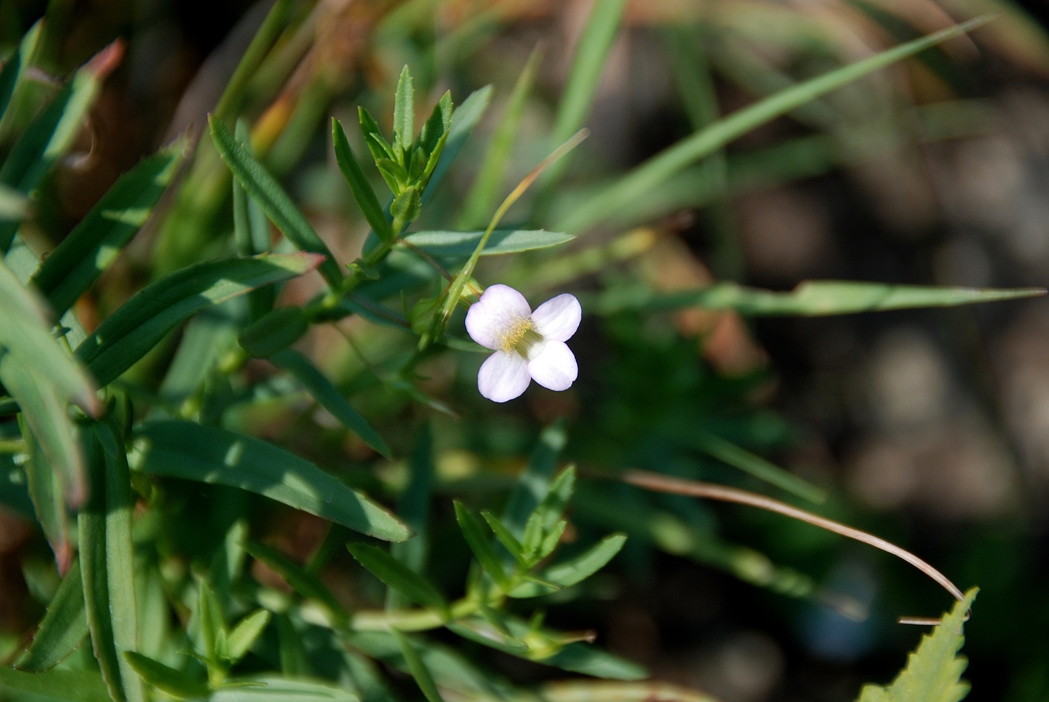 Weiderwiese-05092018-(20) - Gratiola officinalis - Gnadenkraut.JPG