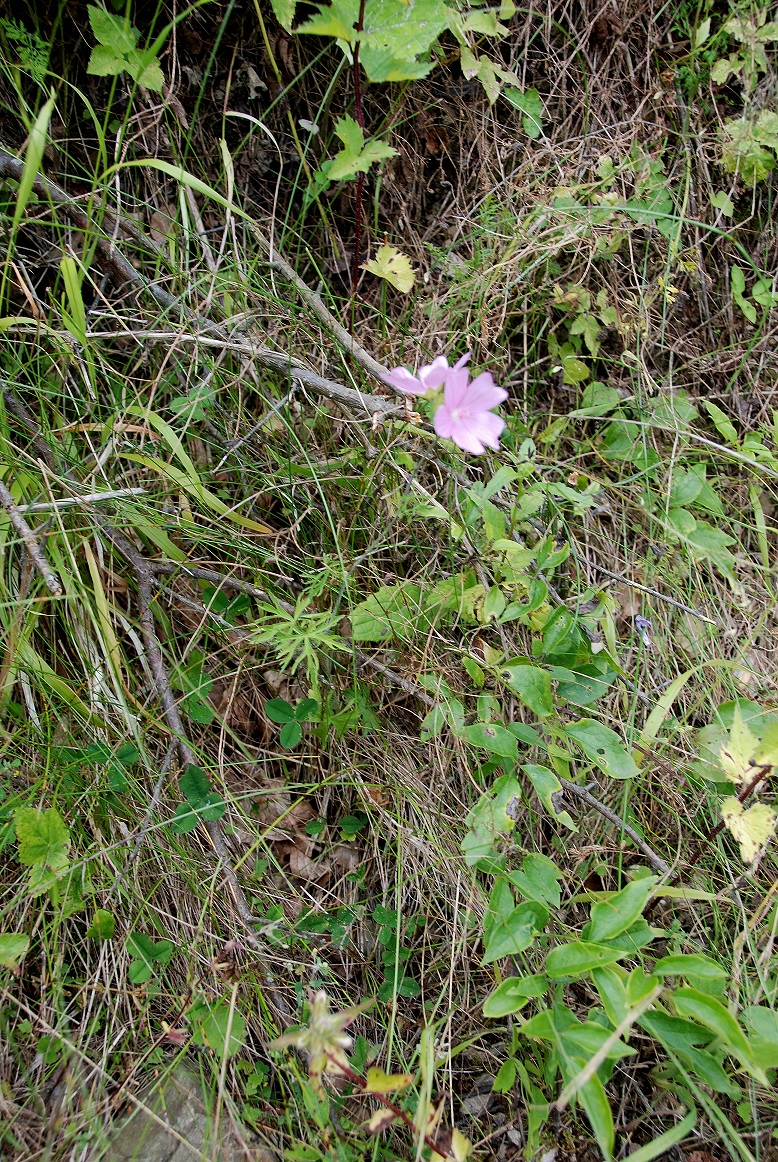 Kaltenleutgeben-01072018-(36) - Flössl - oberster Stbr.JPG