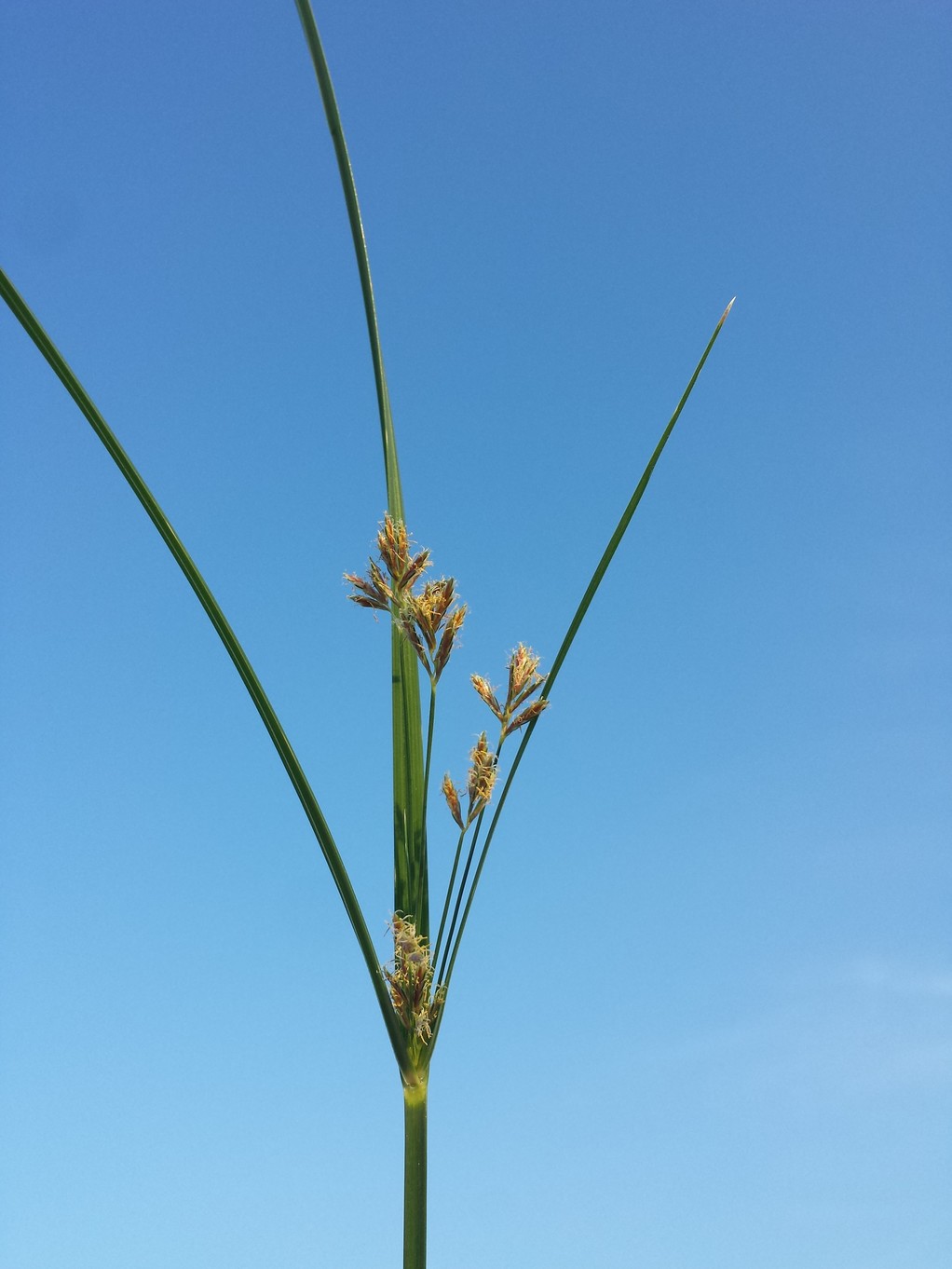 Cyperus longus 1.jpg