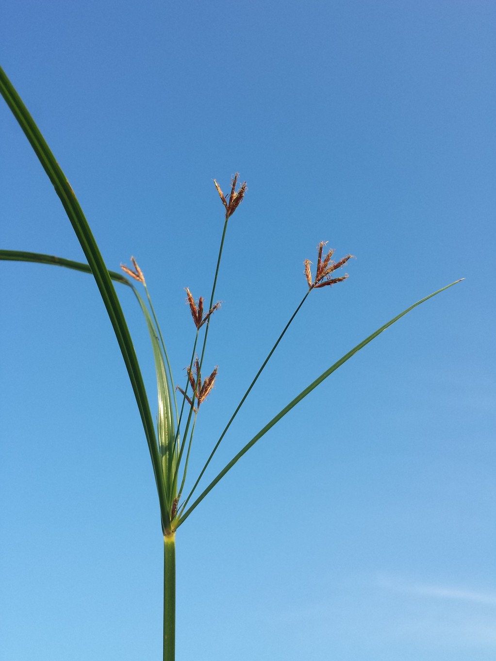 Cyperus longus 2.jpg