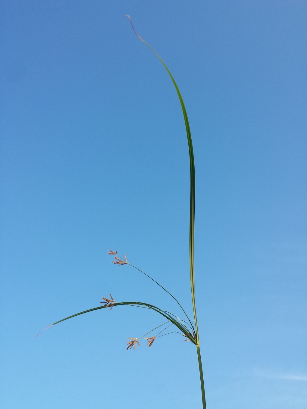 Cyperus longus 3.jpg