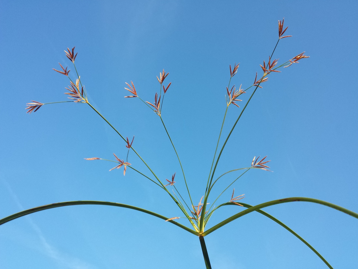 Cyperus longus 4.jpg