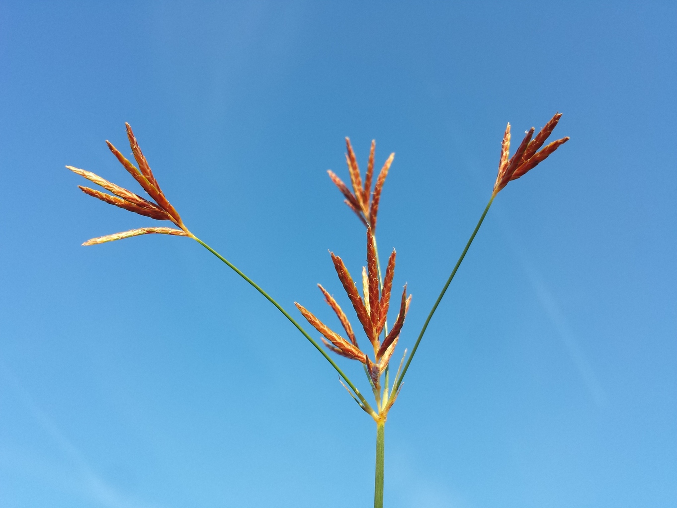 Cyperus longus 5.jpg