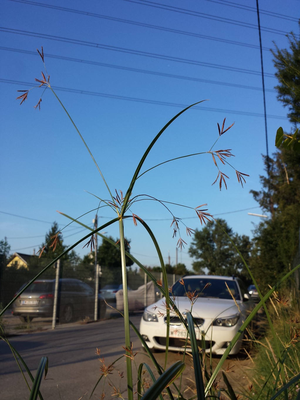 Cyperus longus 9.jpg