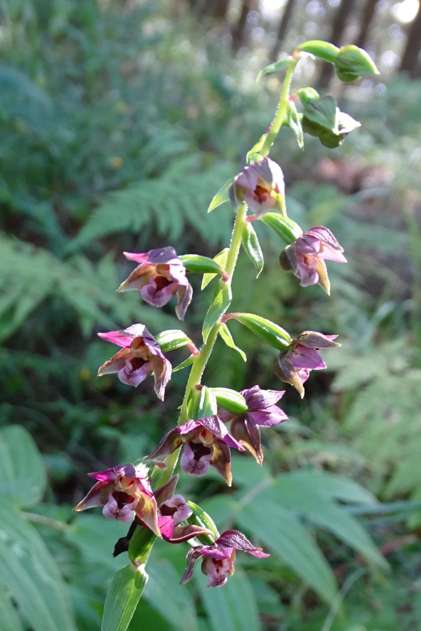 epipactis1b_brandlucken.jpg