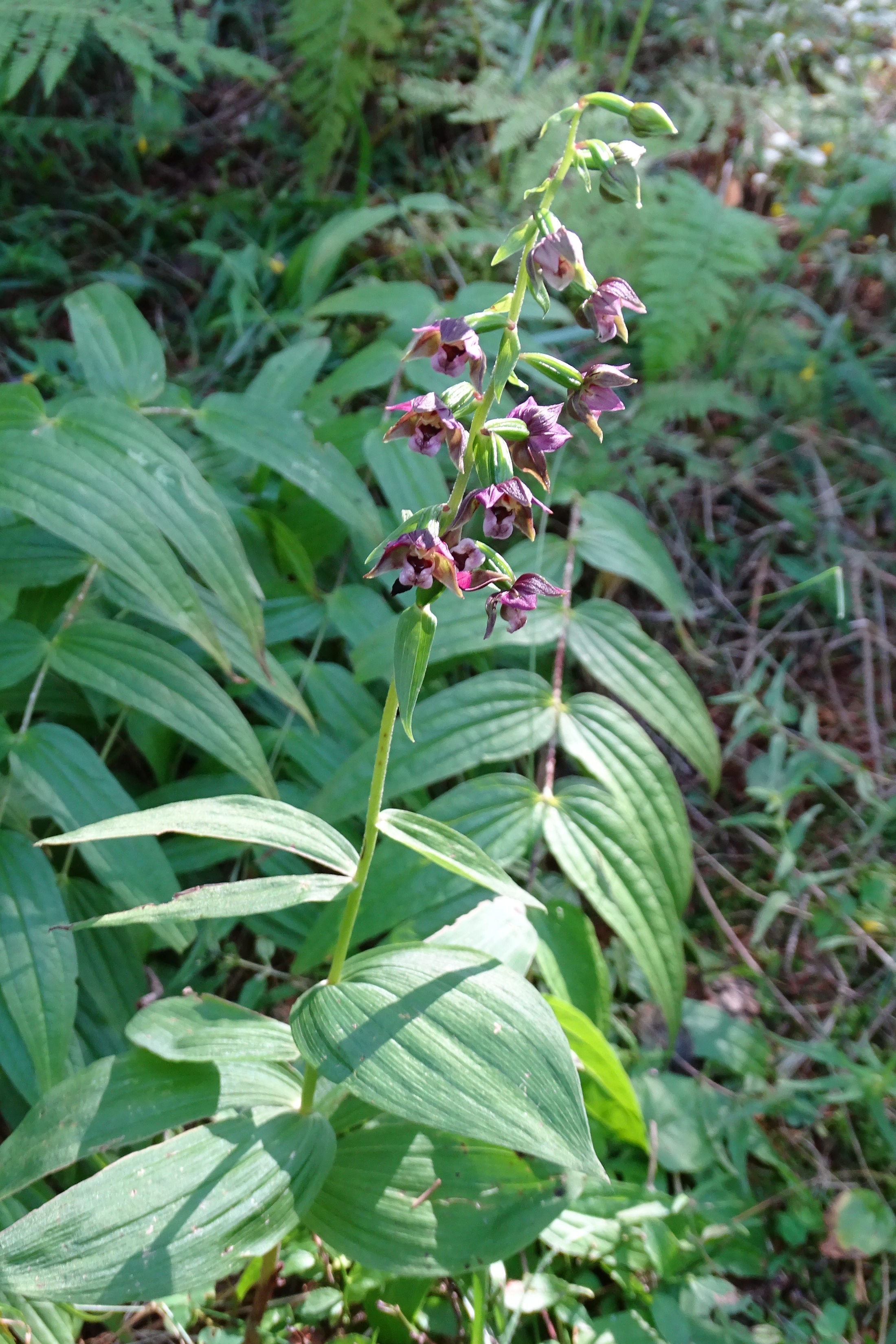 epipactis1_brandlucken.jpg