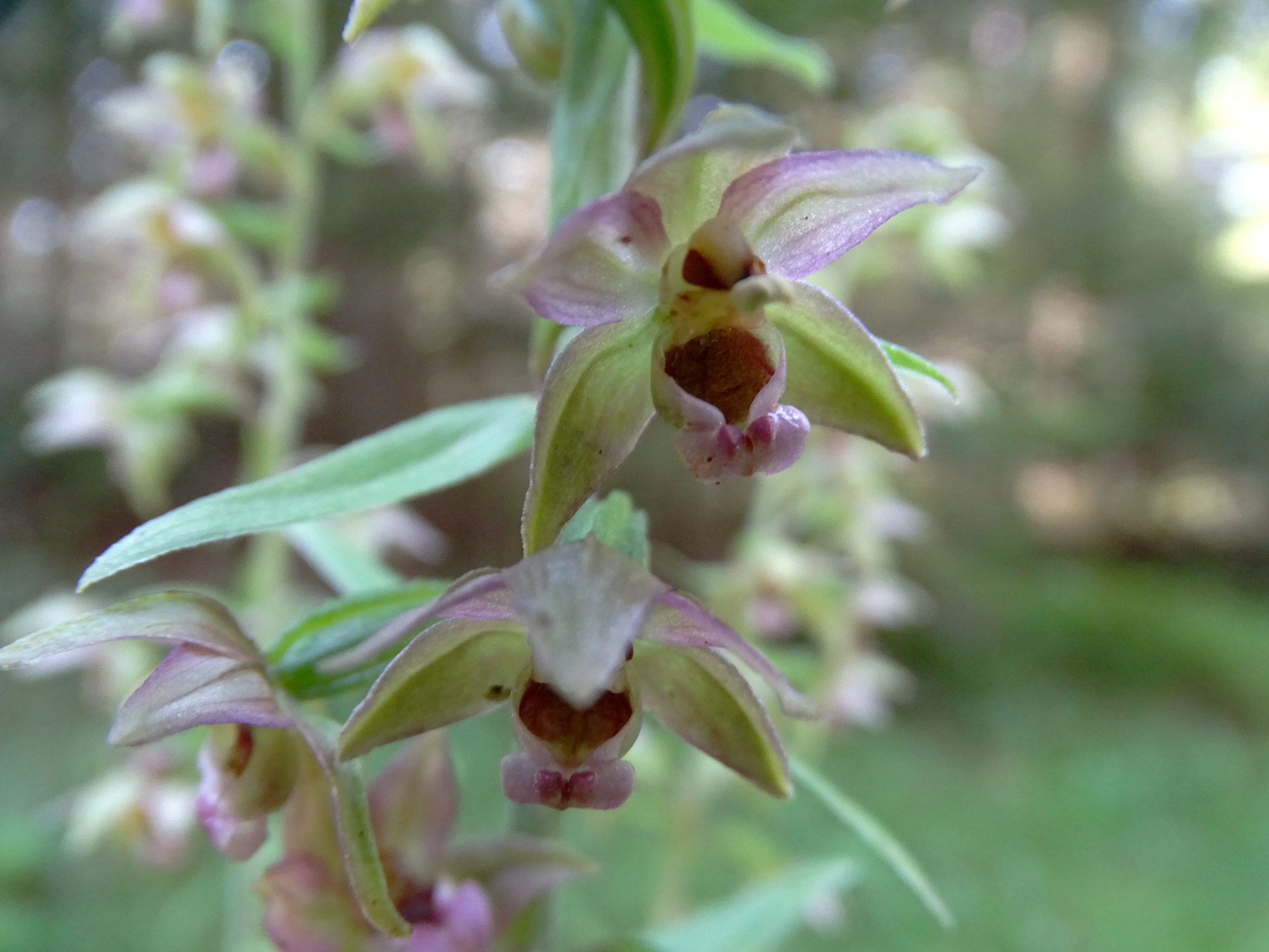 epipactis2b_brandlucken.jpg