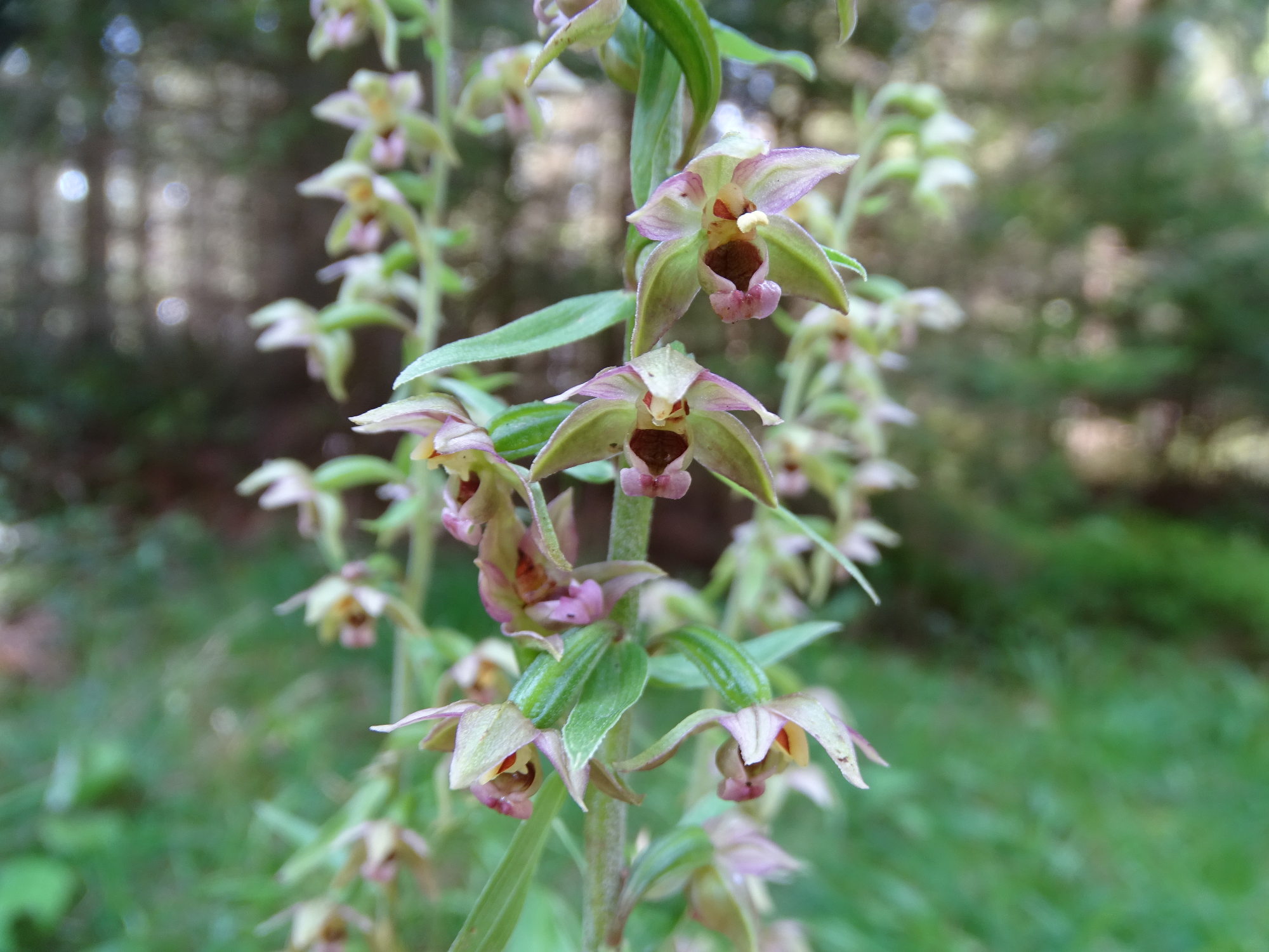 epipactis2a_brandlucken.jpg