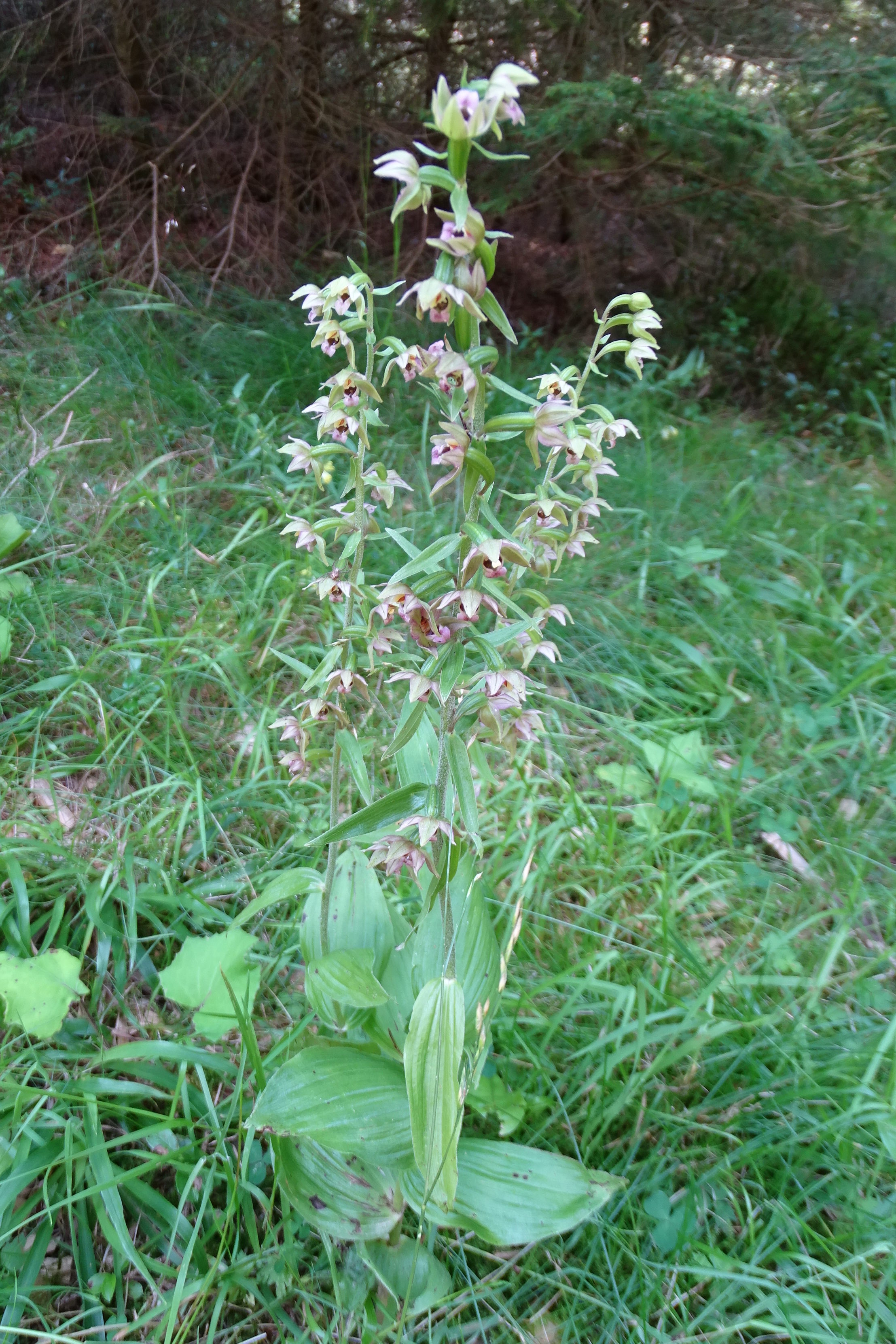 epipactis2_brandlucken.jpg