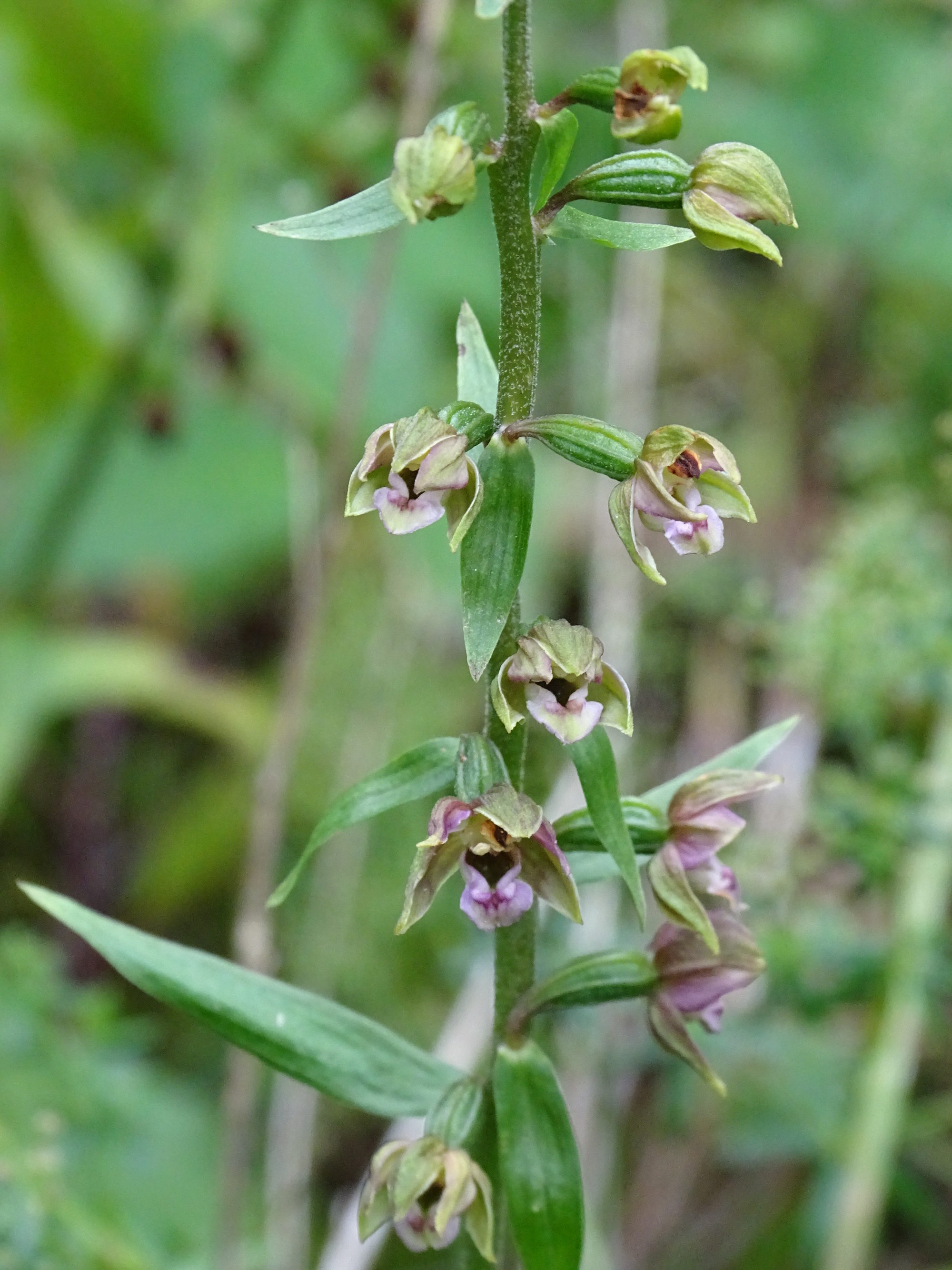 epipactis4a_brandlucken.jpg