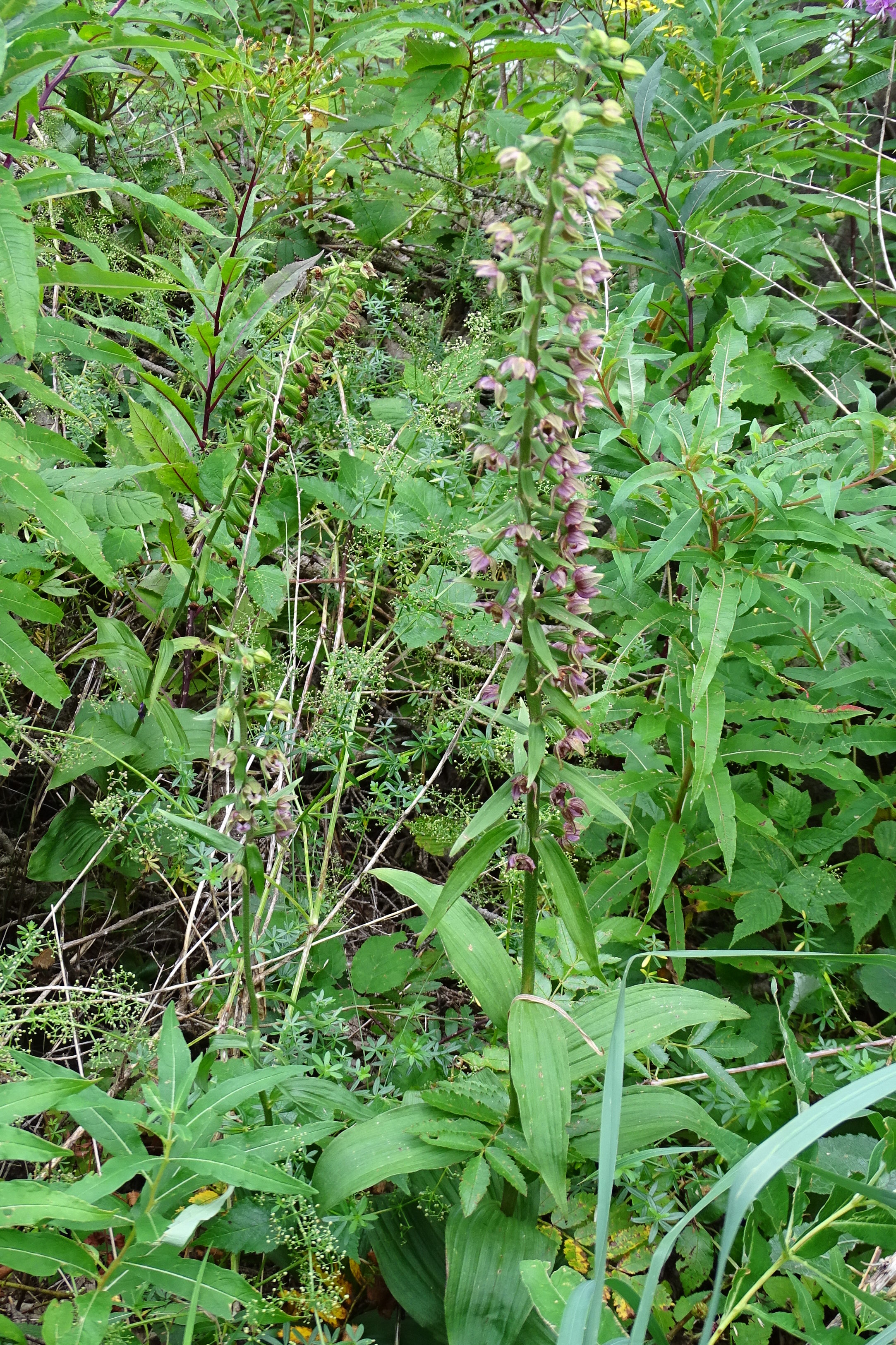 epipactis4_brandlucken.jpg