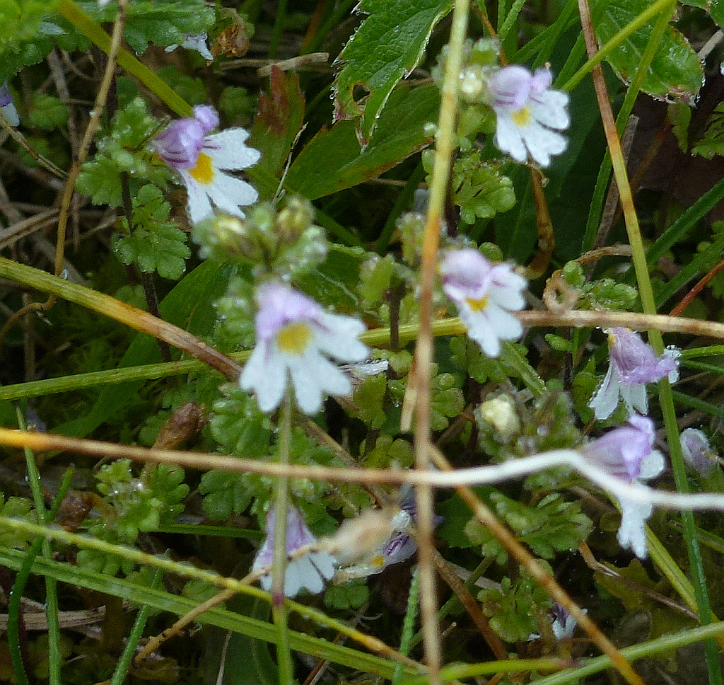 P1690648 Euphrasia officinalis subsp. versicolor .jpg