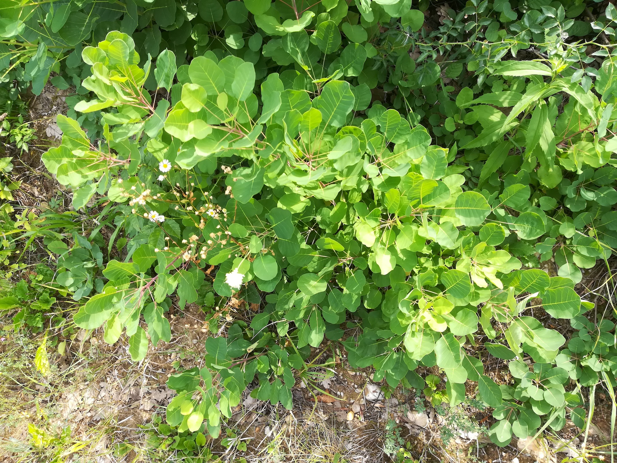 cotinus coggygria kalter berg karlsdorf bei enzersdorf an der fischa_20180815_114625.jpg