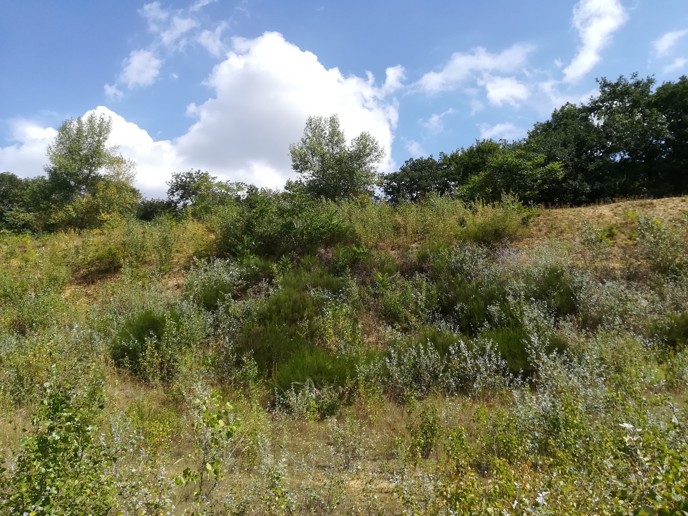 cytisus scoparius kalter berg karlsdorf bei enzersdorf an der fischa_20180815_113512.jpg