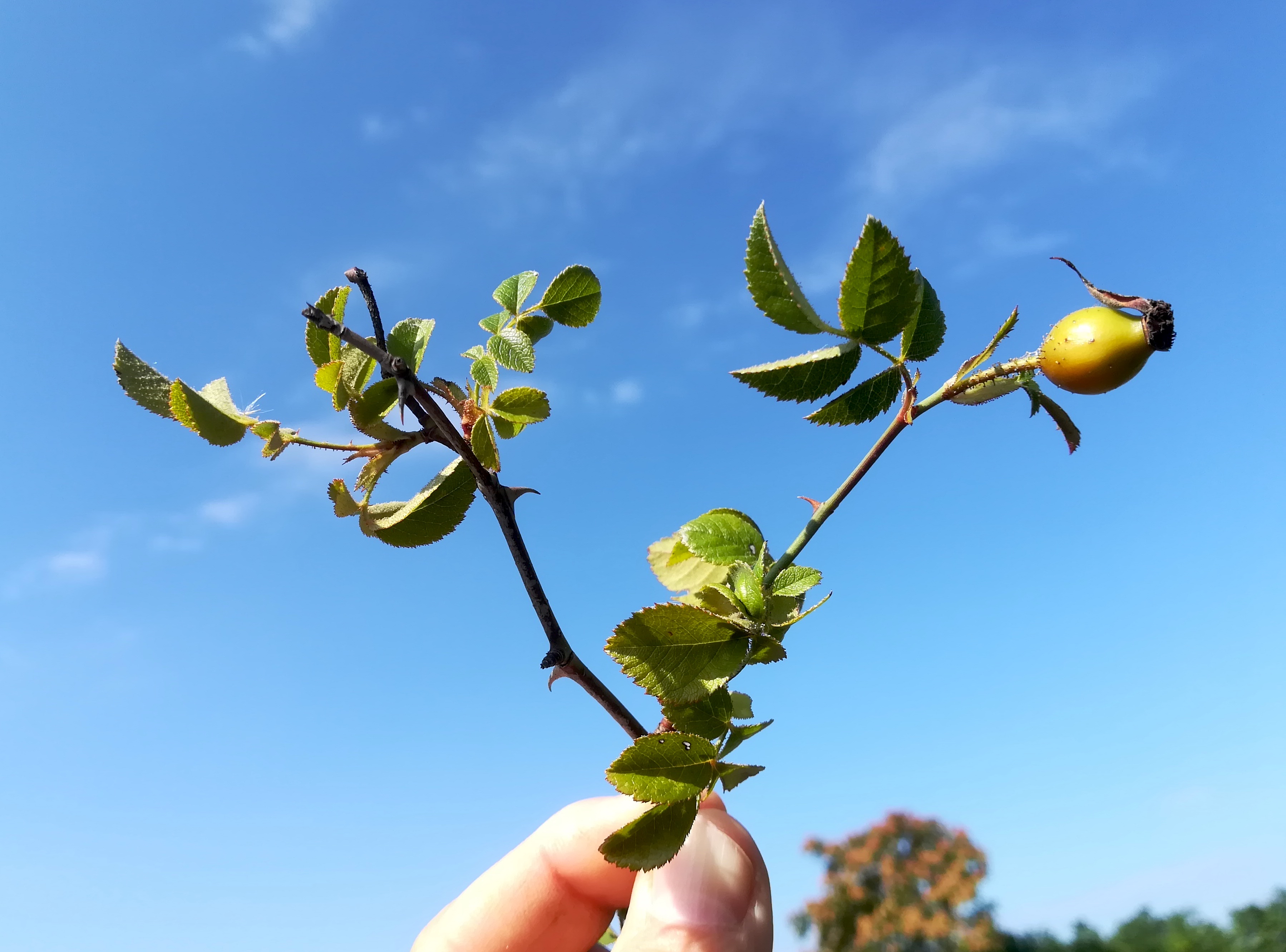 rosa micrantha enzersdorf an der fischa_20180815_095701.jpg