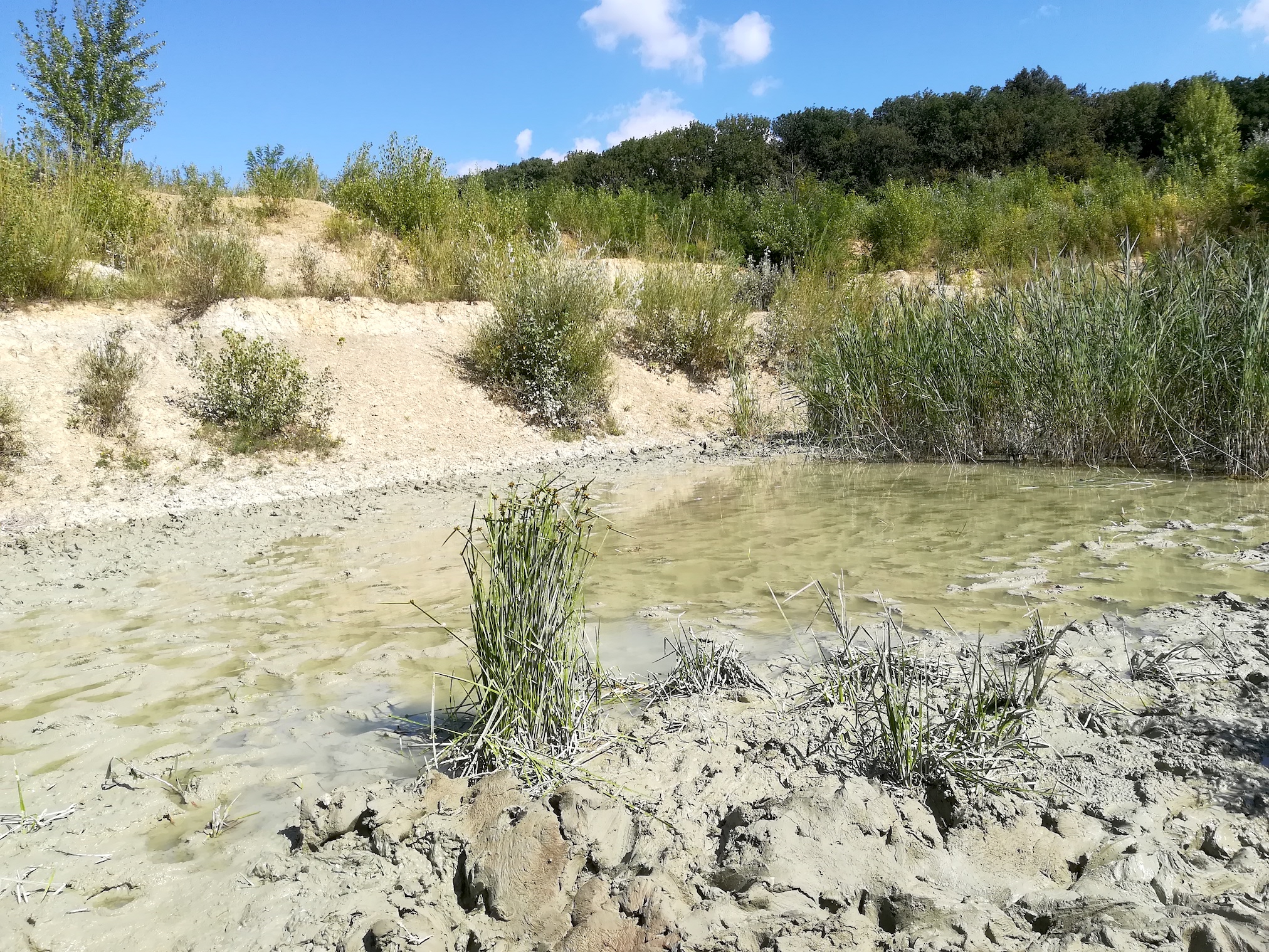 schoenoplectus mucronatus kalter berg karlsdorf bei enzersdorf an der fischa_20180815_110608.jpg