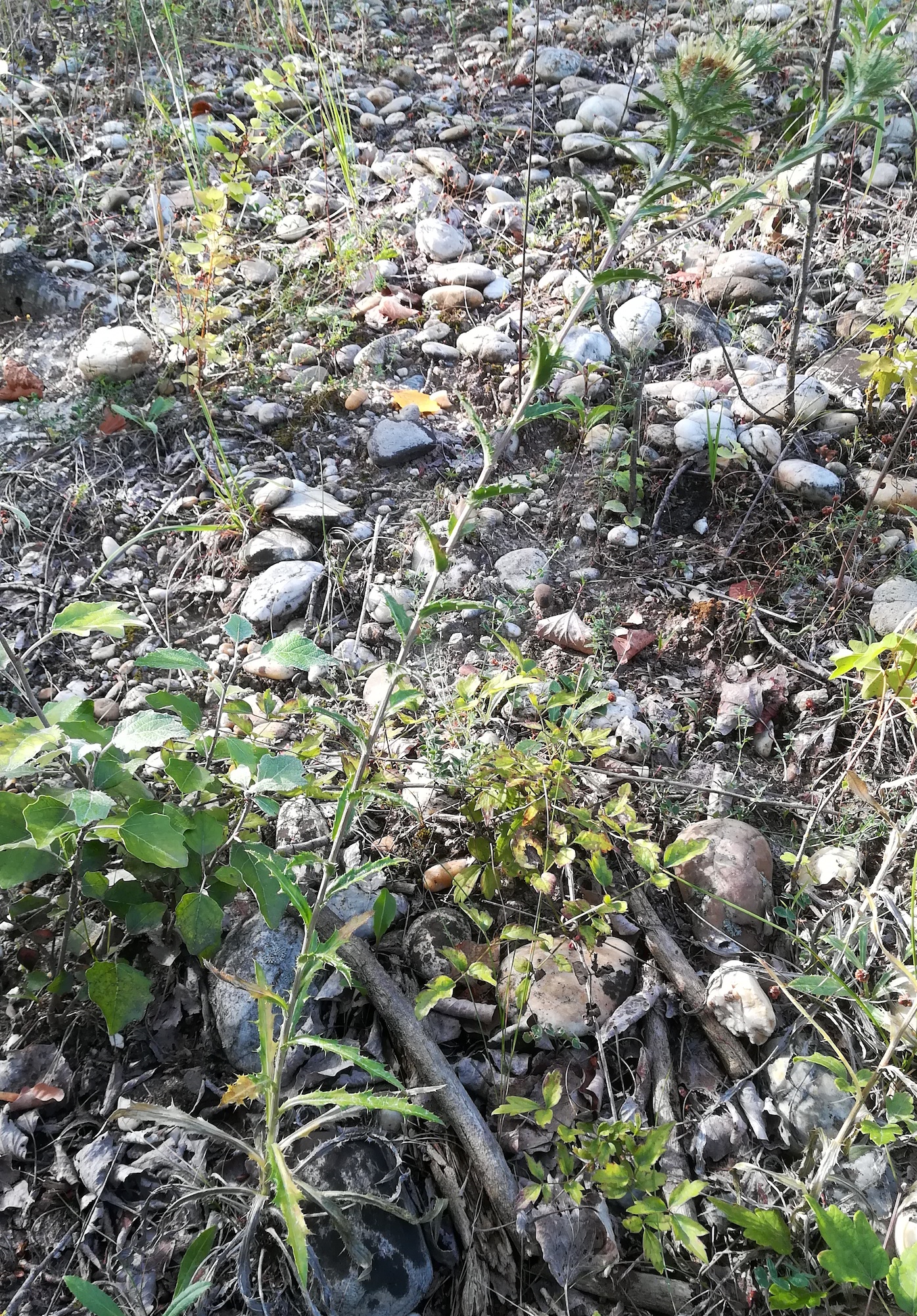 carlina vulgaris agg. gieshübl karlsdorf bei enzersdorf an der fischa_20180815_083950.jpg