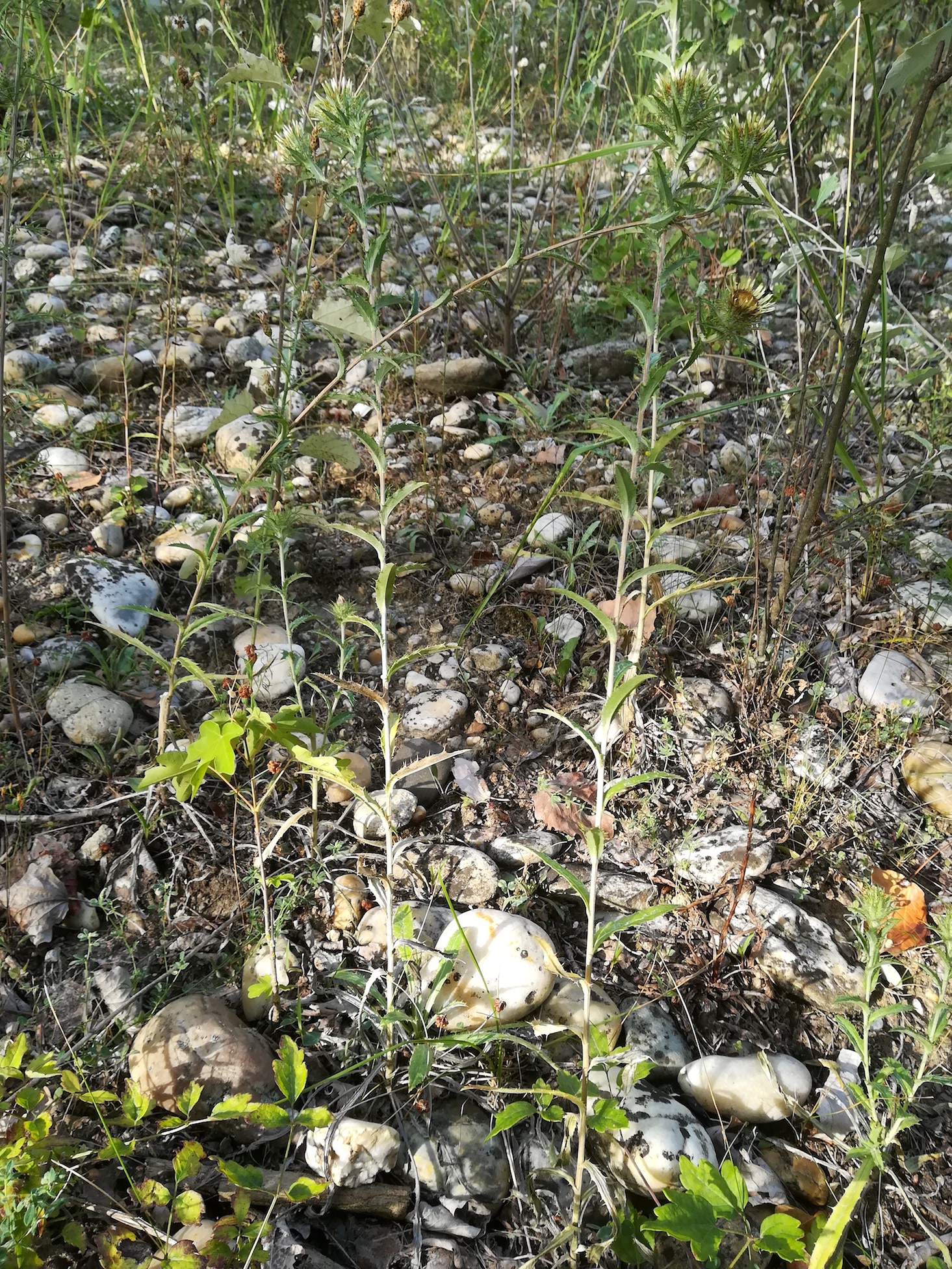 carlina vulgaris agg. gieshübl karlsdorf bei enzersdorf an der fischa_20180815_084023.jpg