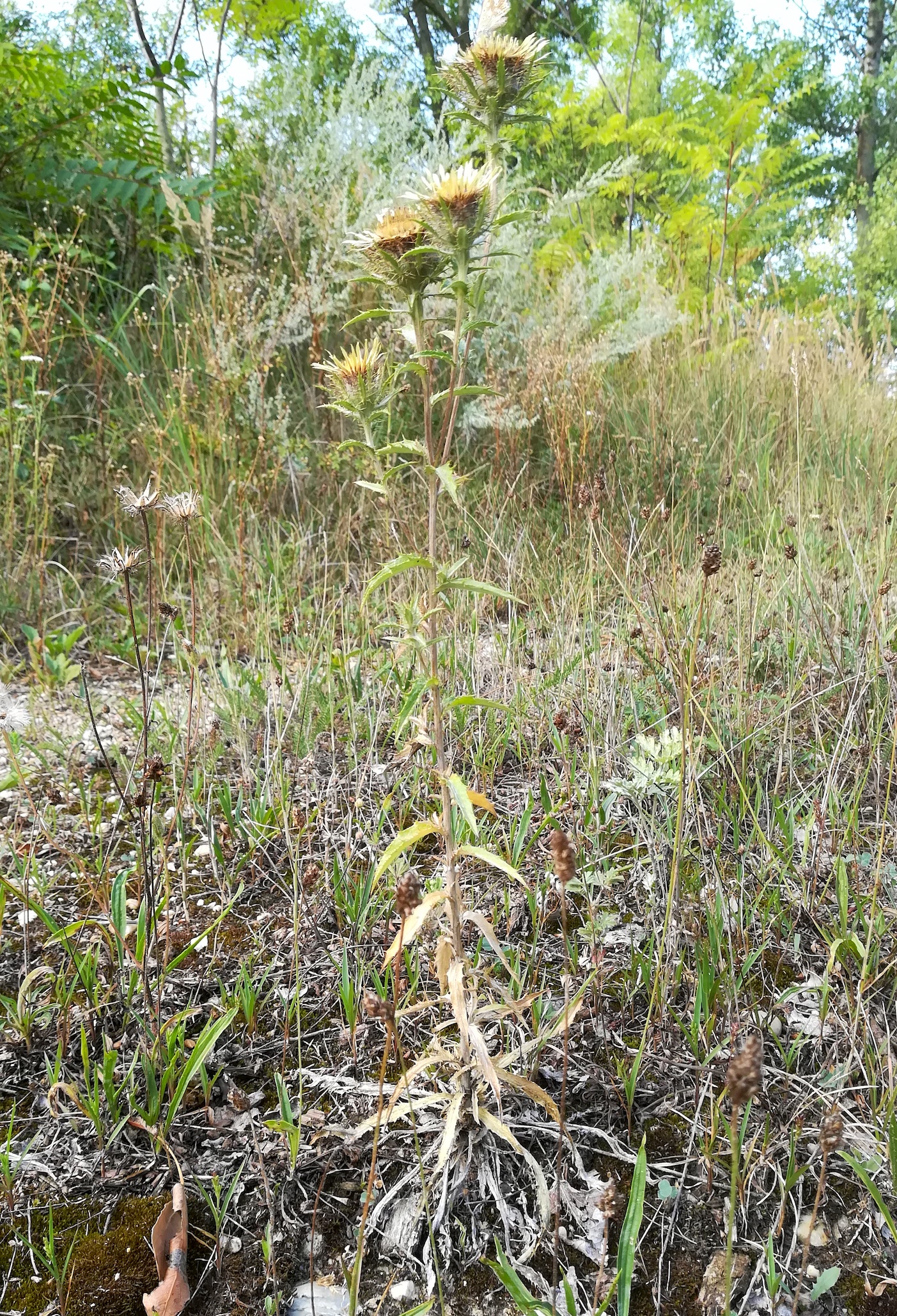 carlina vulgaris agg. gieshübl karlsdorf bei enzersdorf an der fischa_20180815_092244.jpg