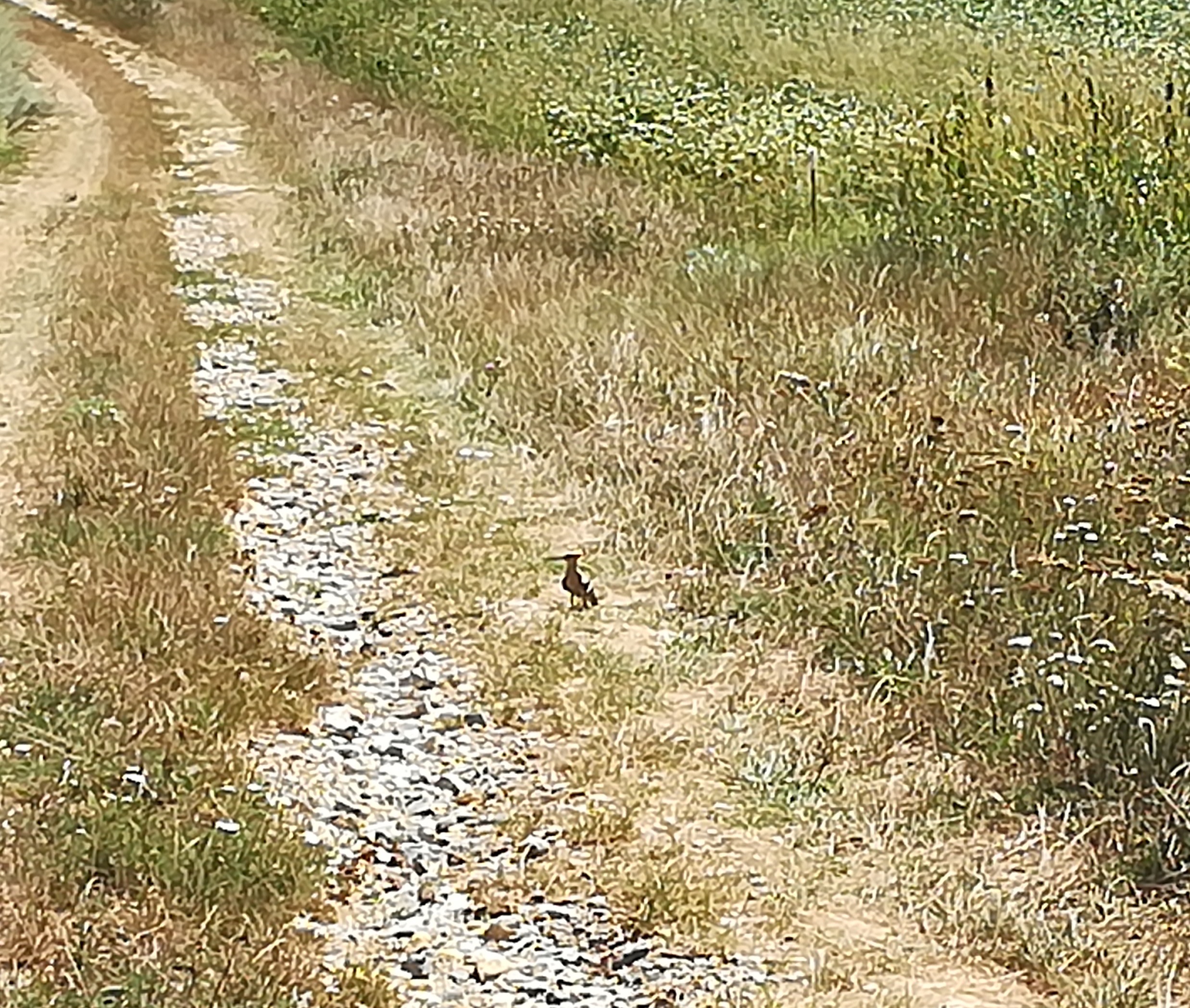 wiedehopf enzersdorf an der fischa_20180815_121020.jpg