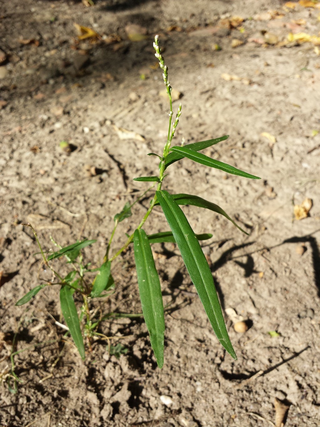 20180815_094751.jpg