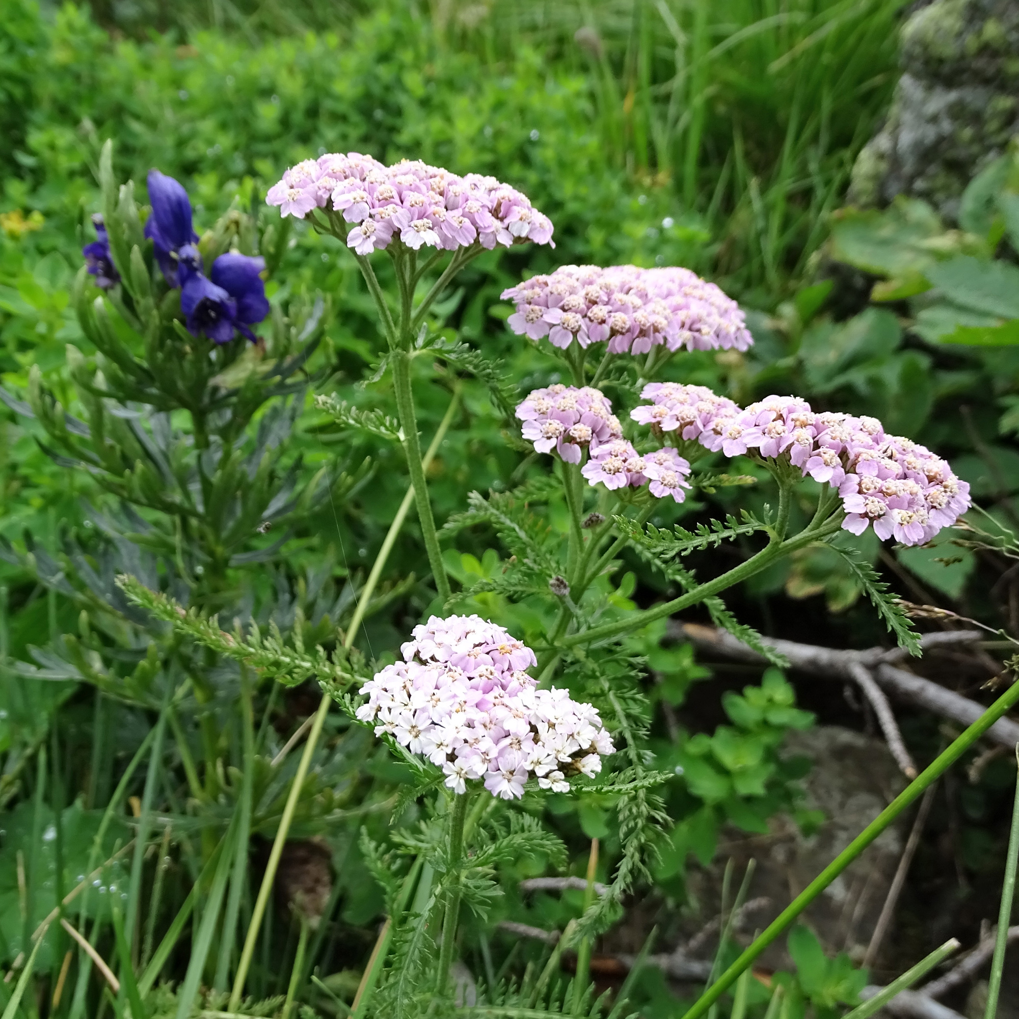 Achillea_zirbitz.jpg