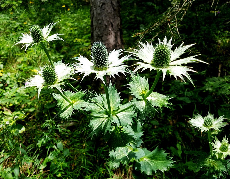 k-Blüten grünlich.jpg