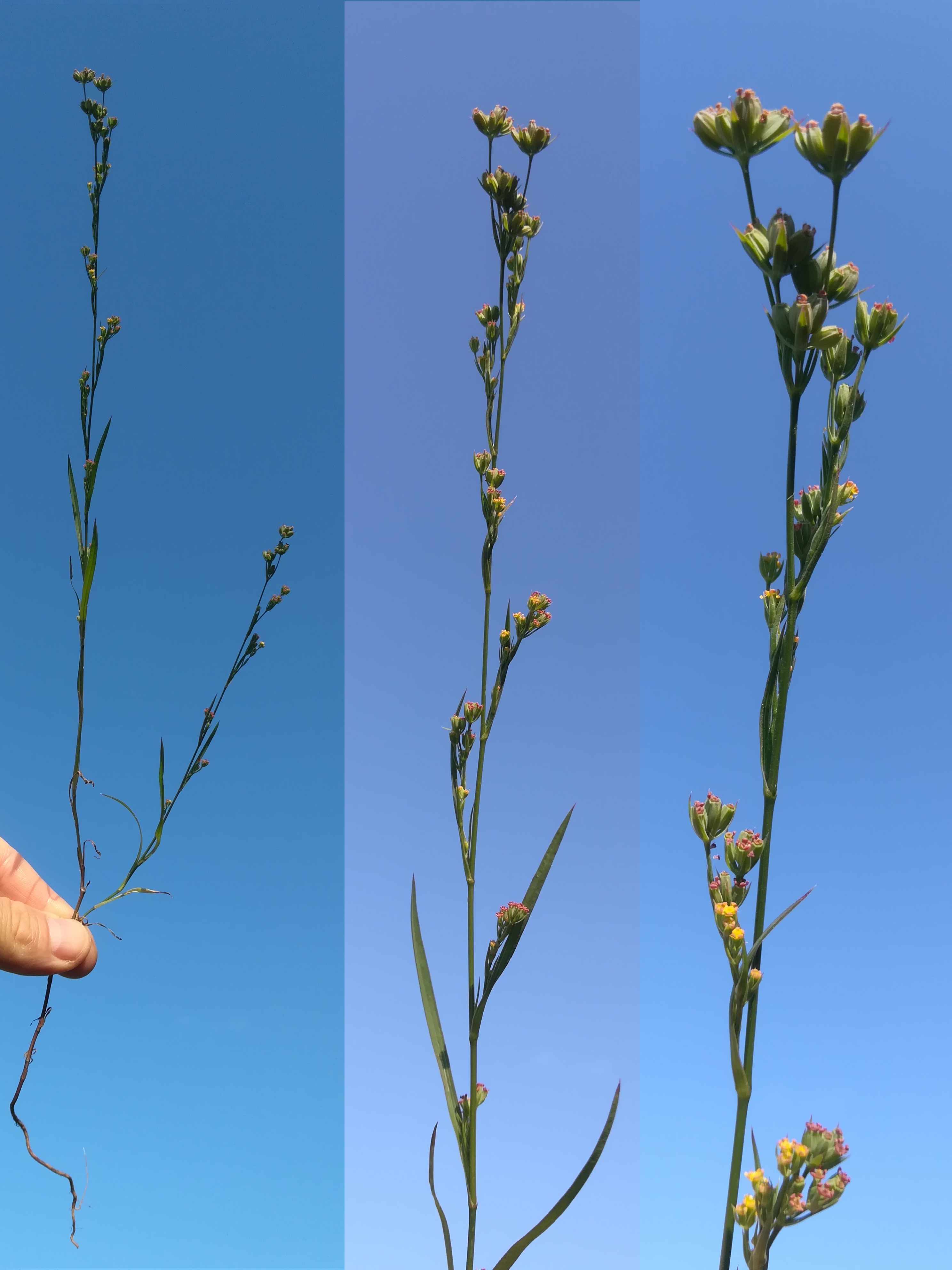 bupleurum affine pfaffstätten_20180818_074020.jpg