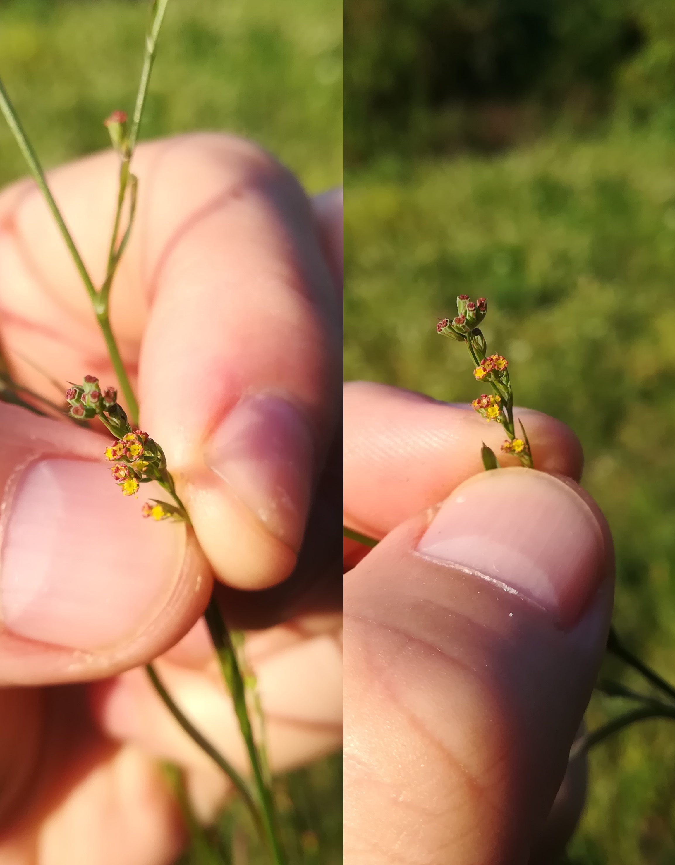 bupleurum affine pfaffstätten_20180818_075206.jpg