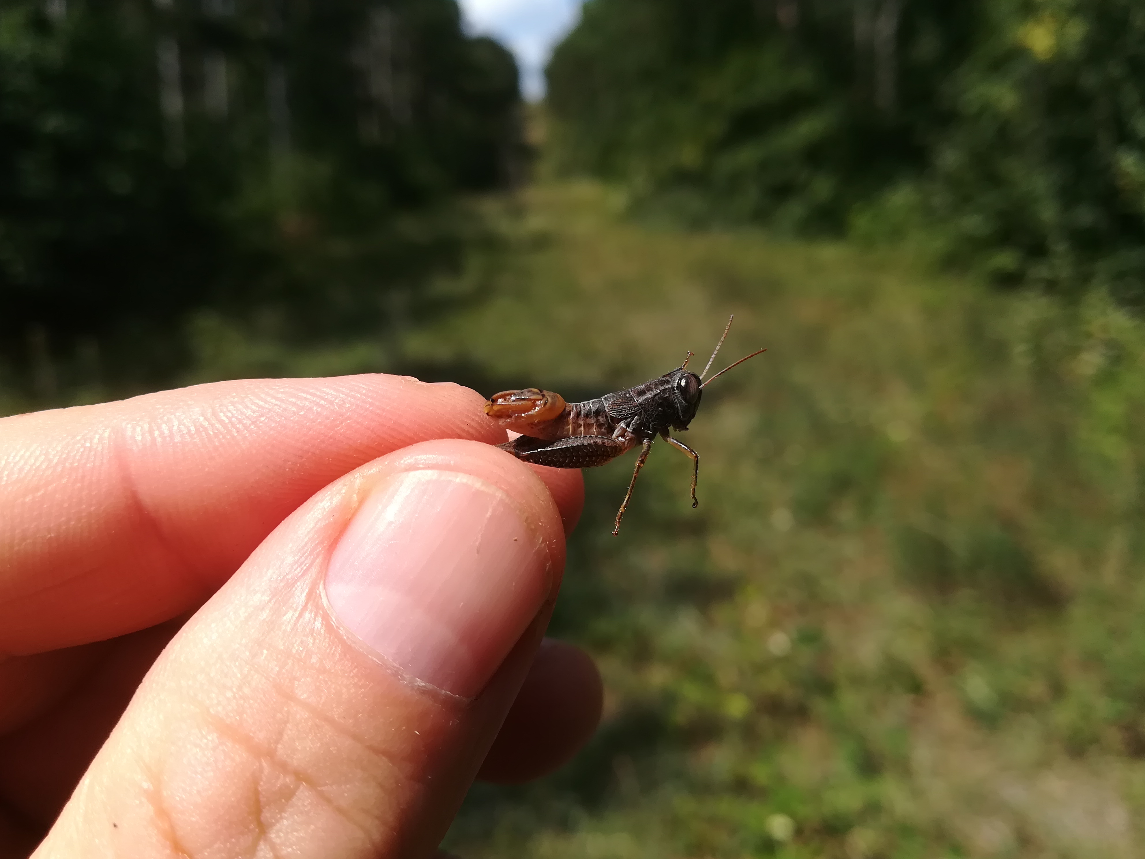 paracaloptenus caloptenoides pfaffstätten_20180818_115724.jpg