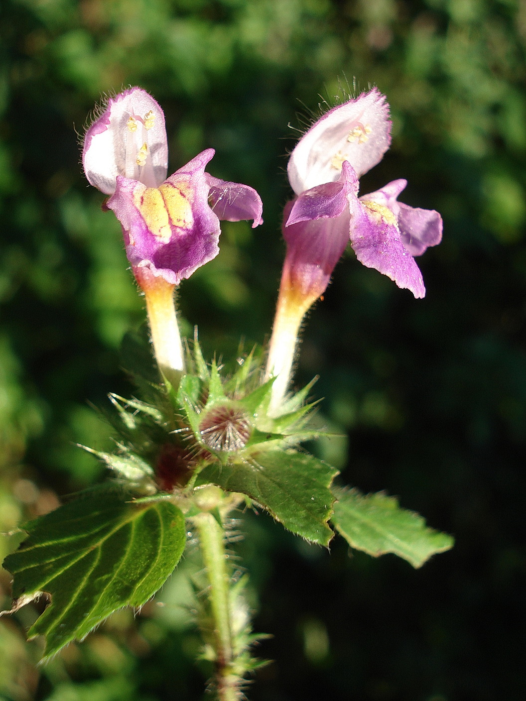 Galeopsis.pubescens x speciosa.St-Gamsgeb..JPG