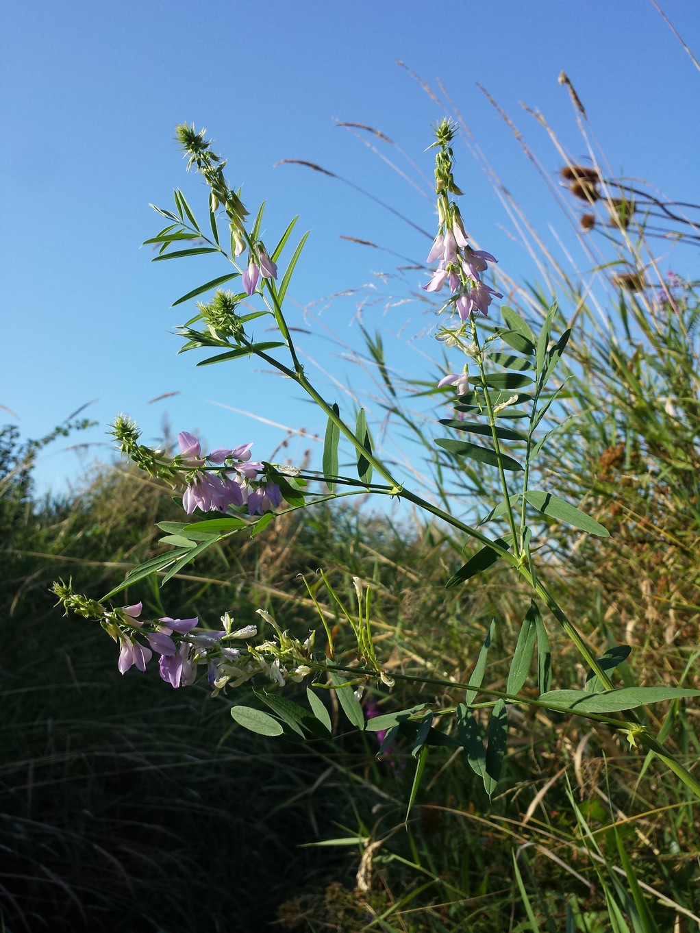 20180818_082838.jpg