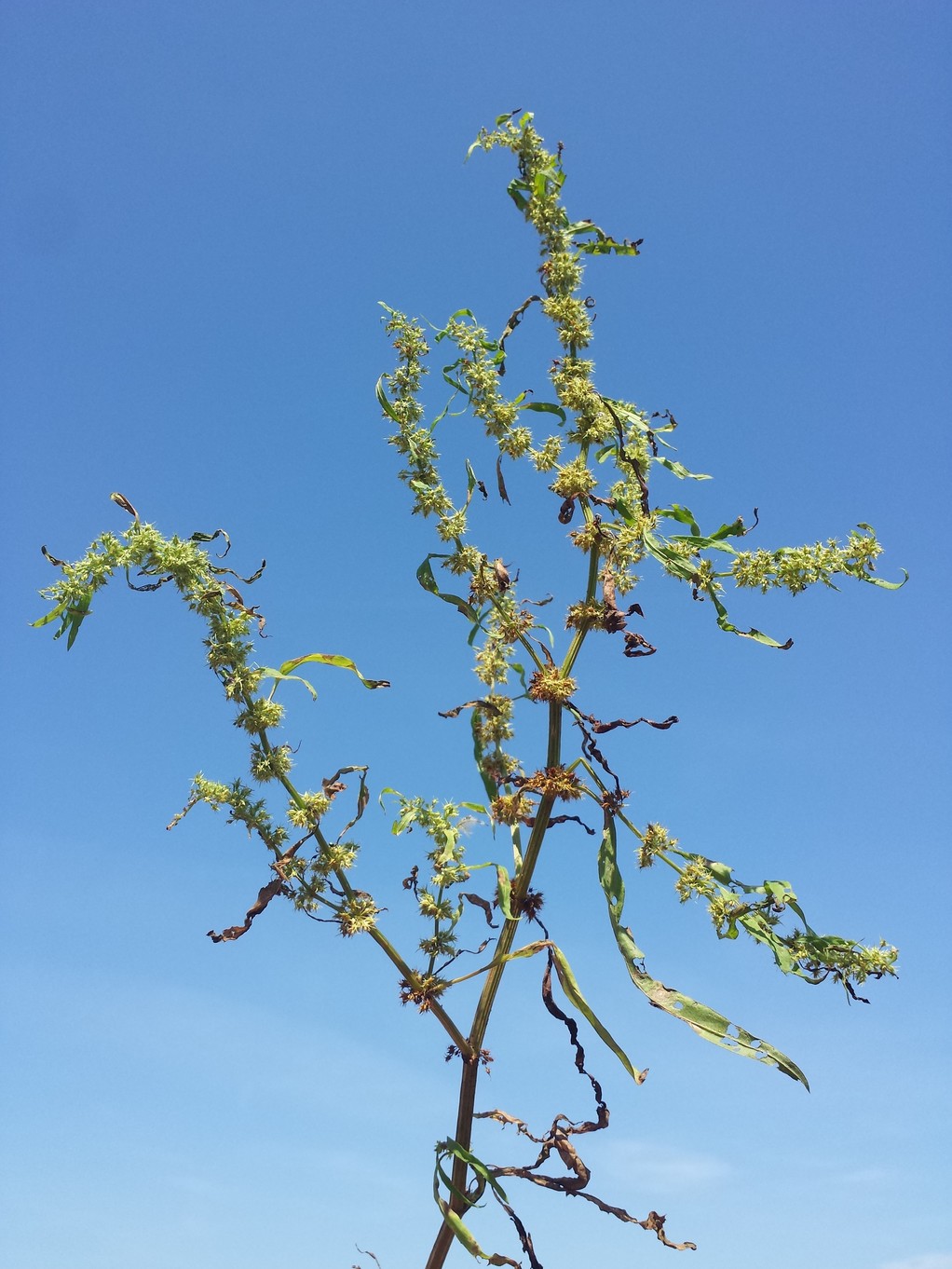20180818_114217.jpg