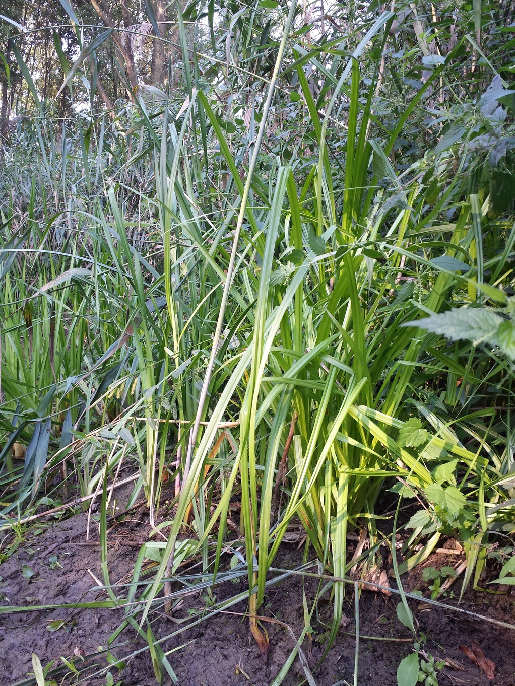 20180819_084751.jpg