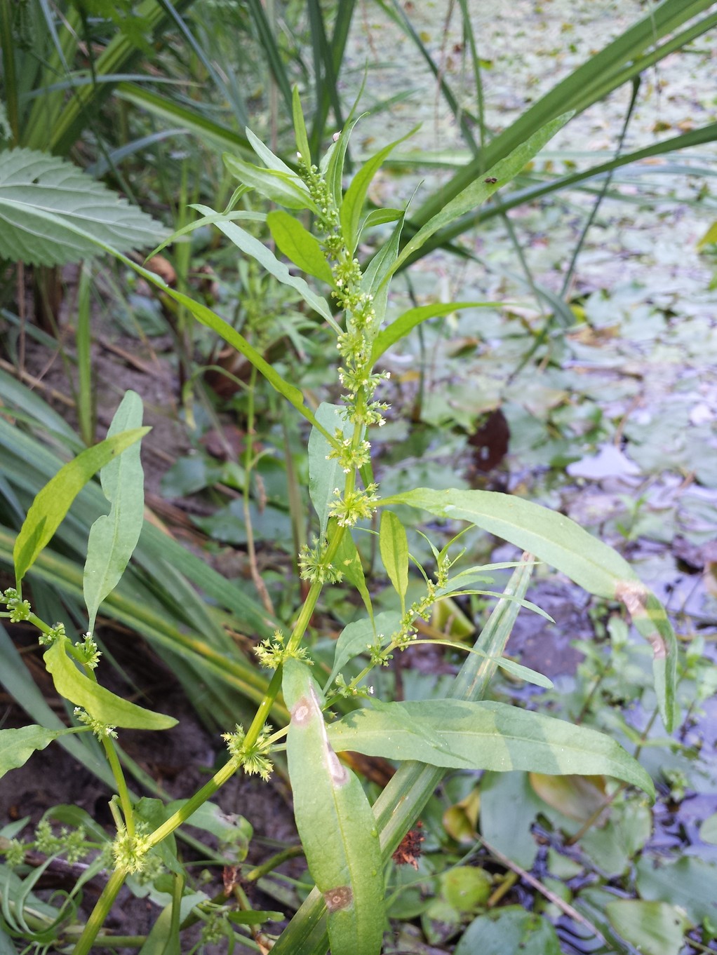 20180819_094606.jpg
