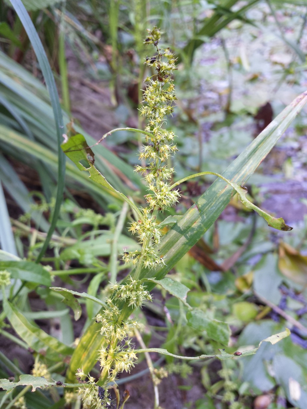 20180819_094659.jpg